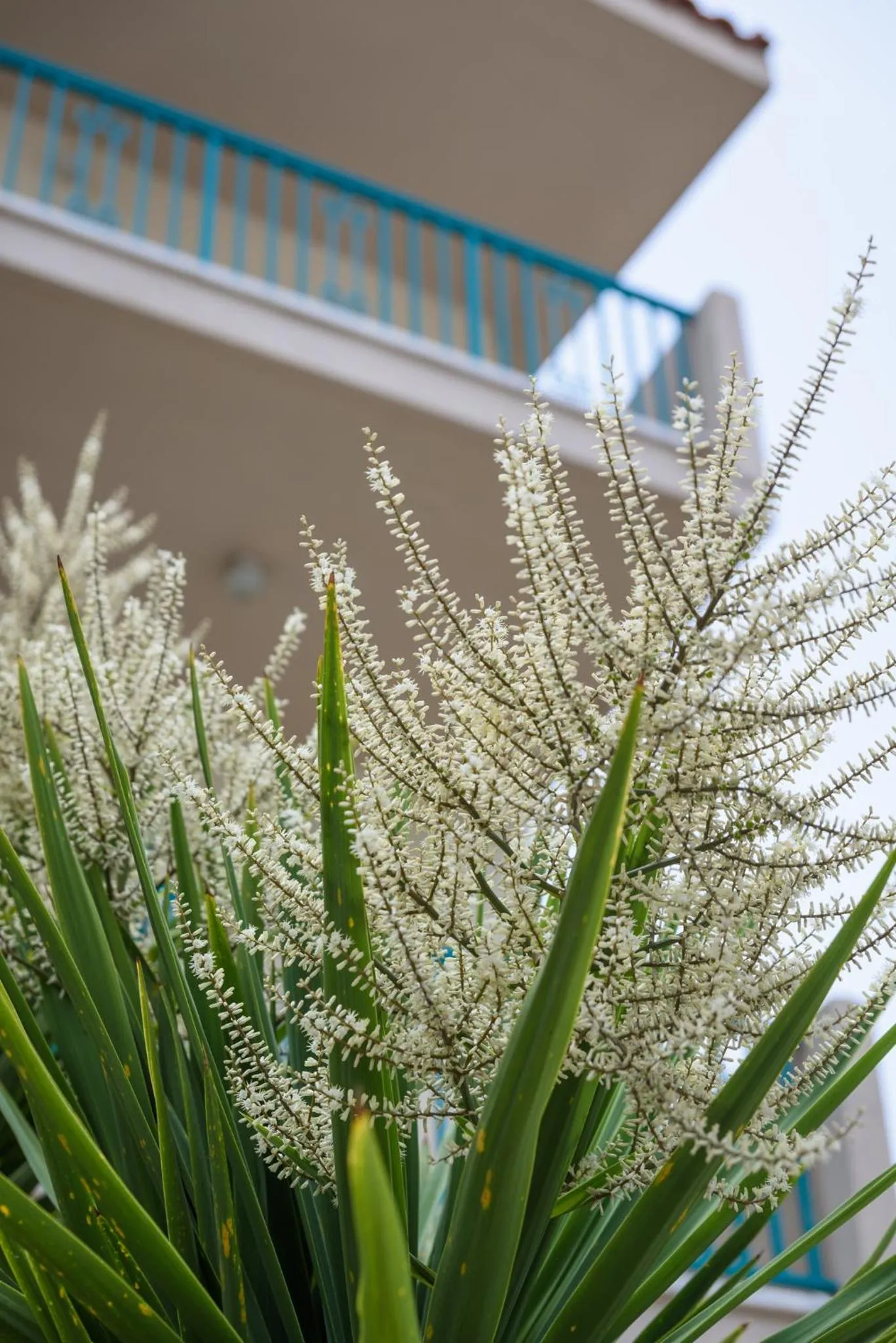 Garden in Kyveli Hotel Apartments