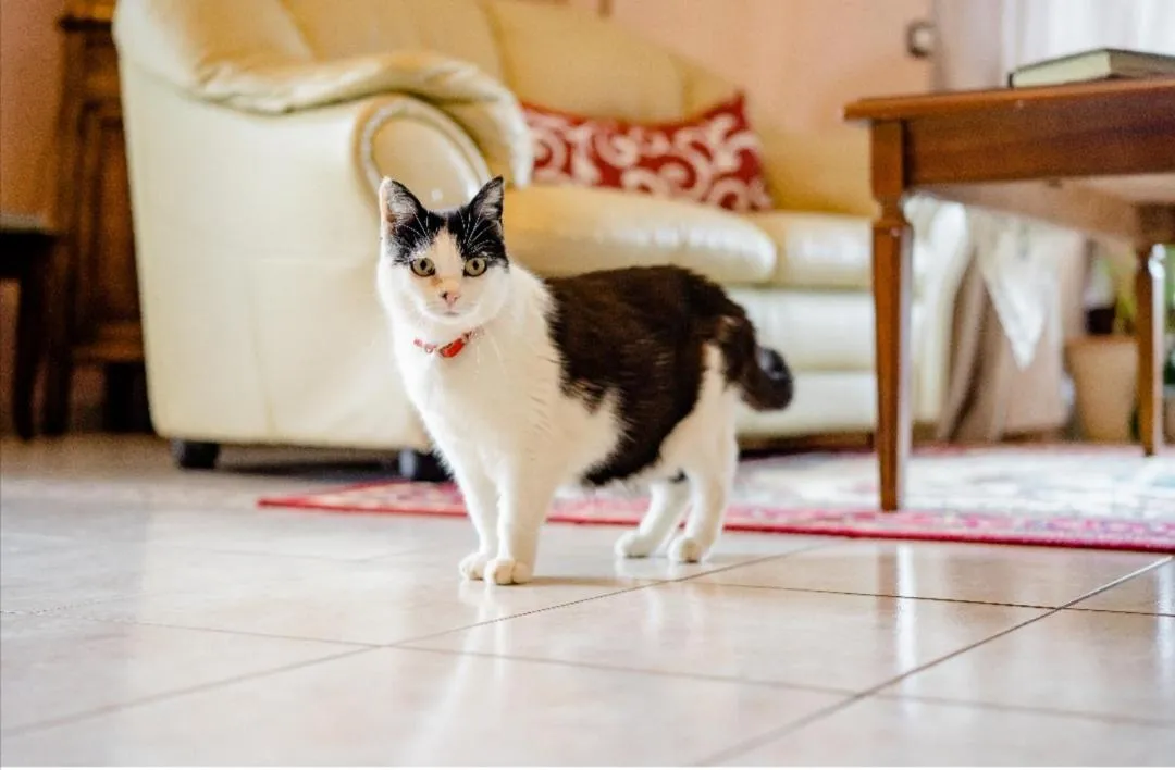 Pets in B&B Il Ghiro-Country House