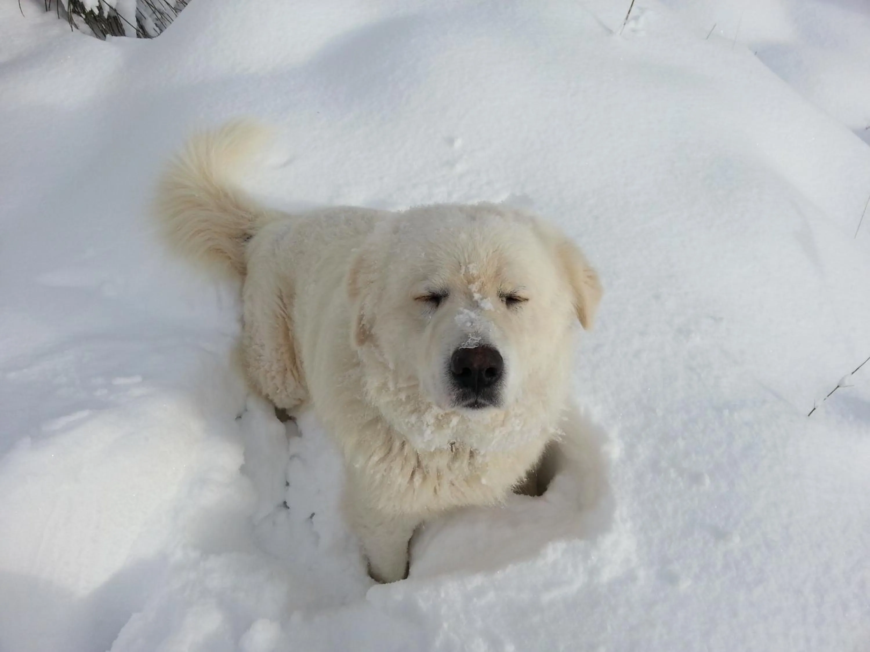 Pets in B&B Il Ghiro-Country House