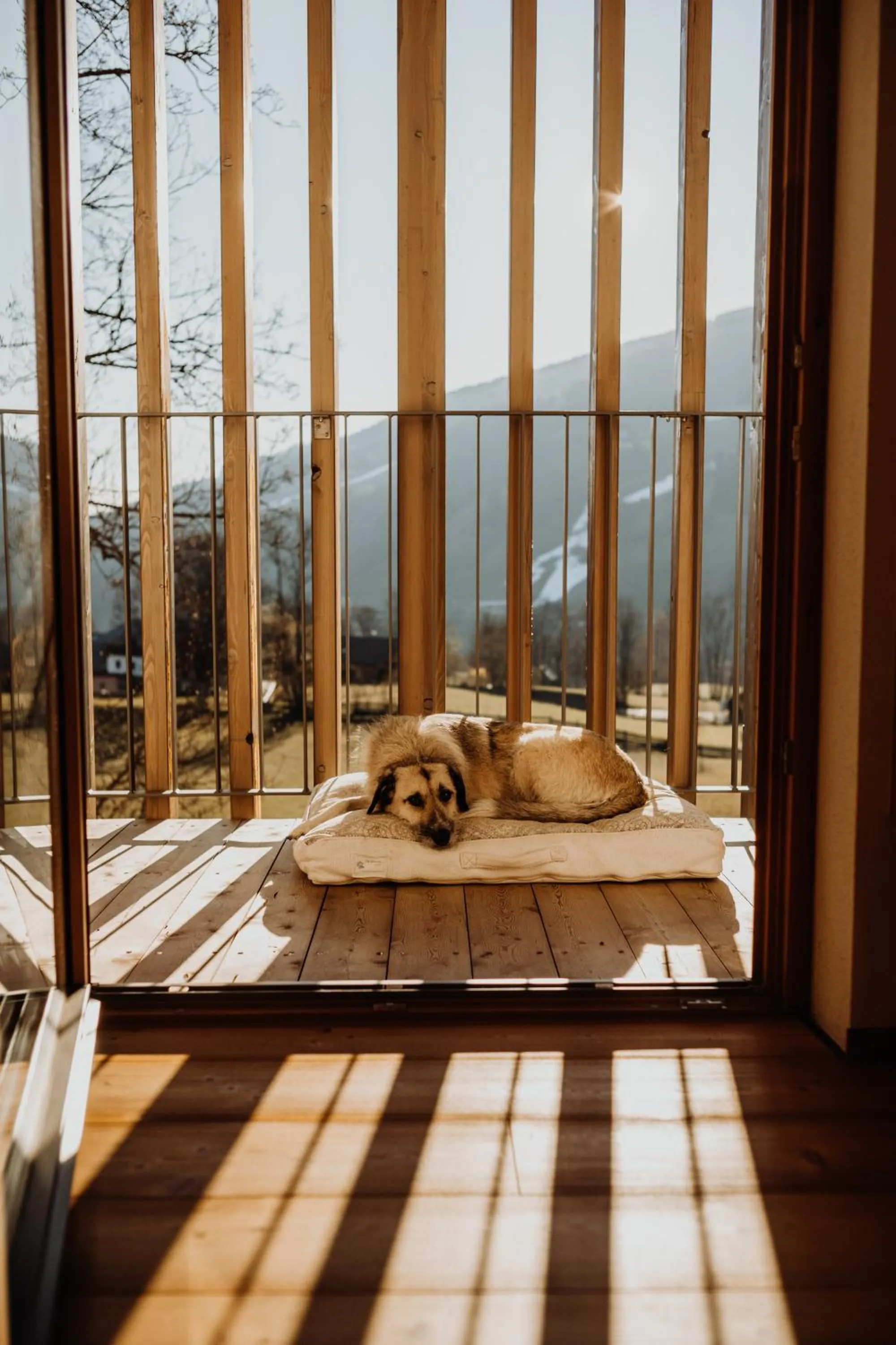 Pets in Thalers Mariandl