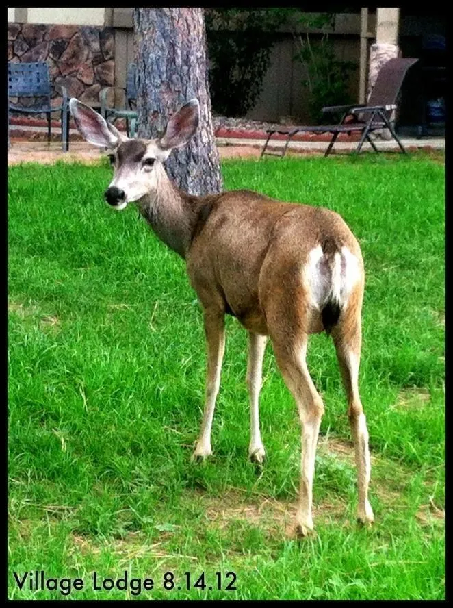 Animals in Village Lodge