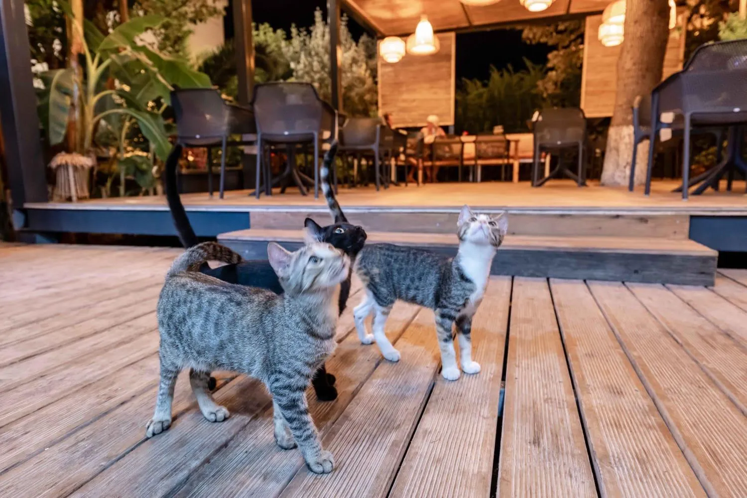 Pets in Villa Green Garden