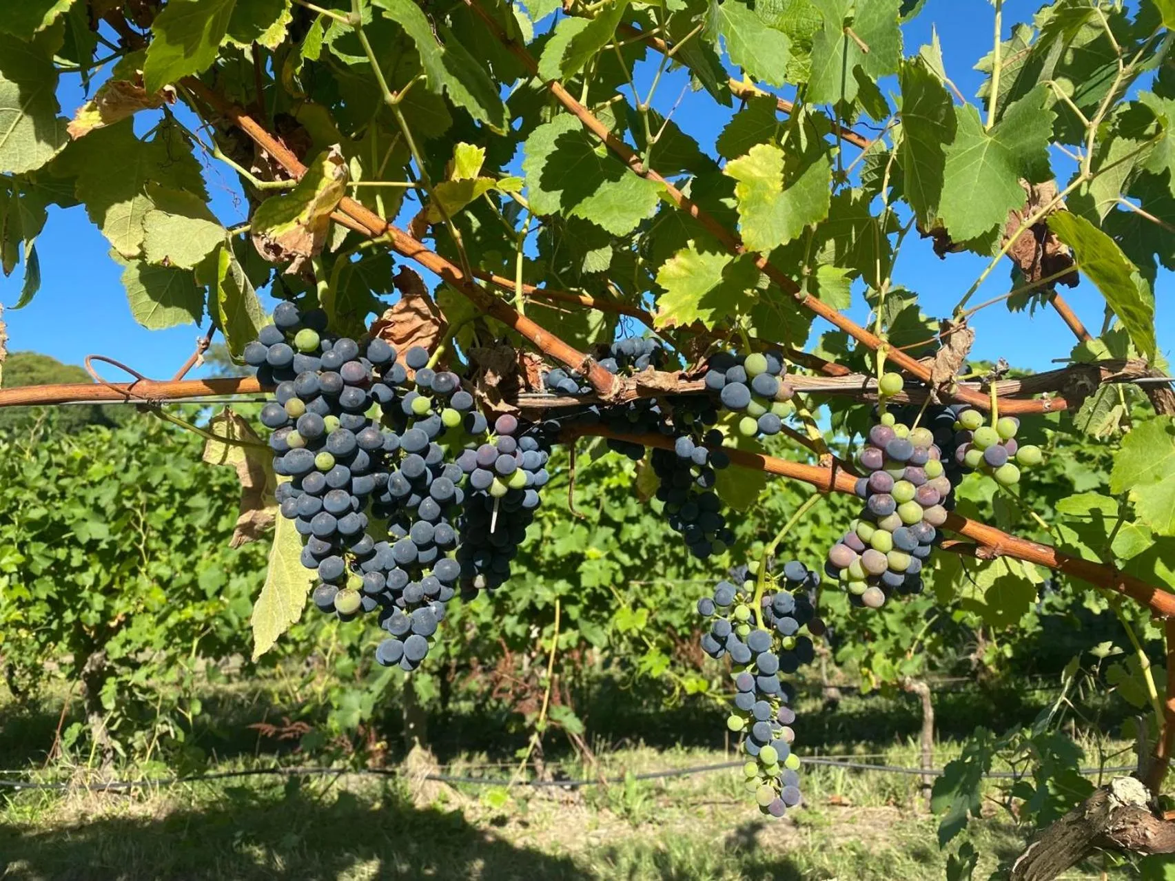 Natural landscape in De'Vine Escape