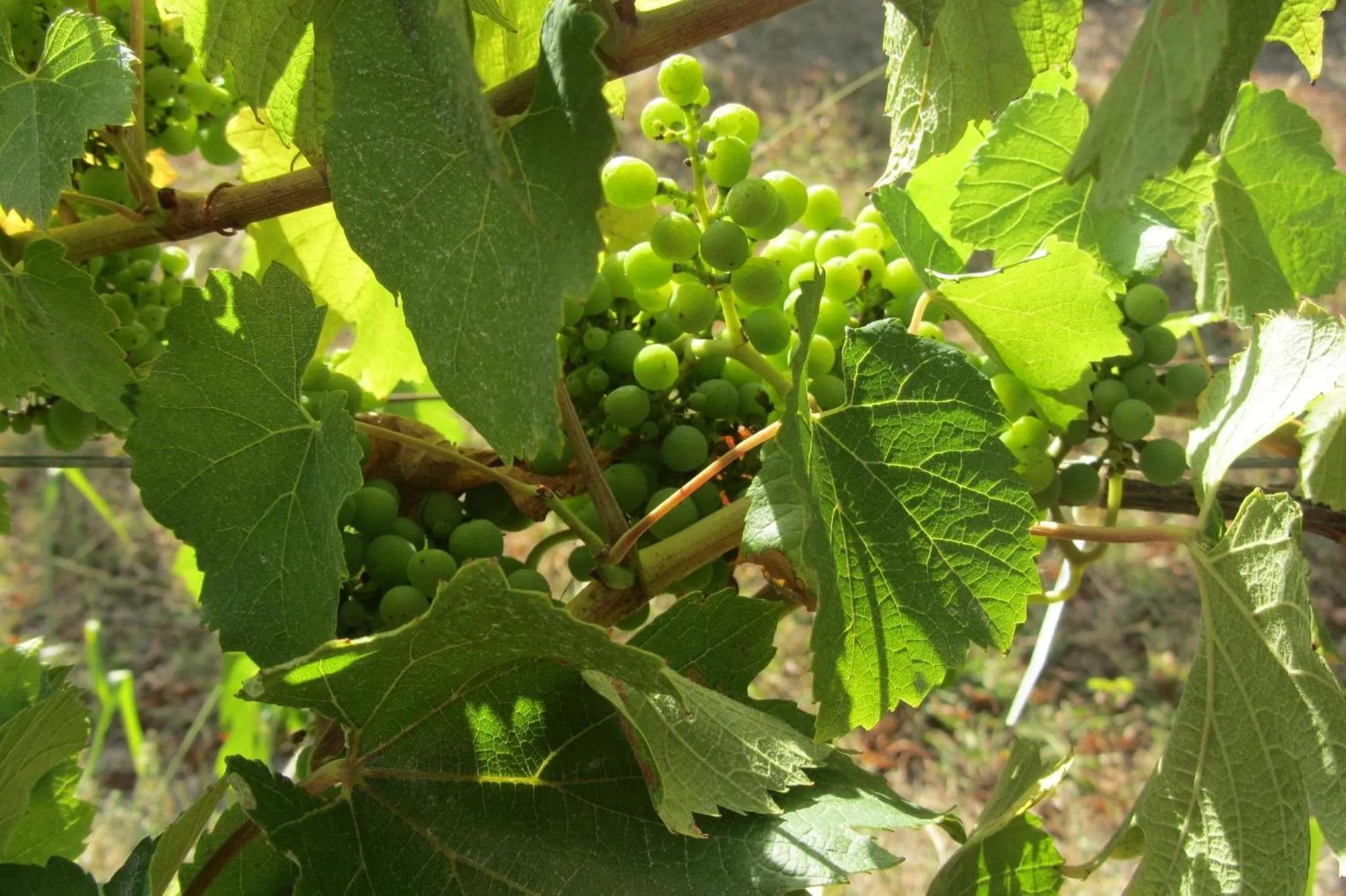 Natural landscape in De'Vine Escape