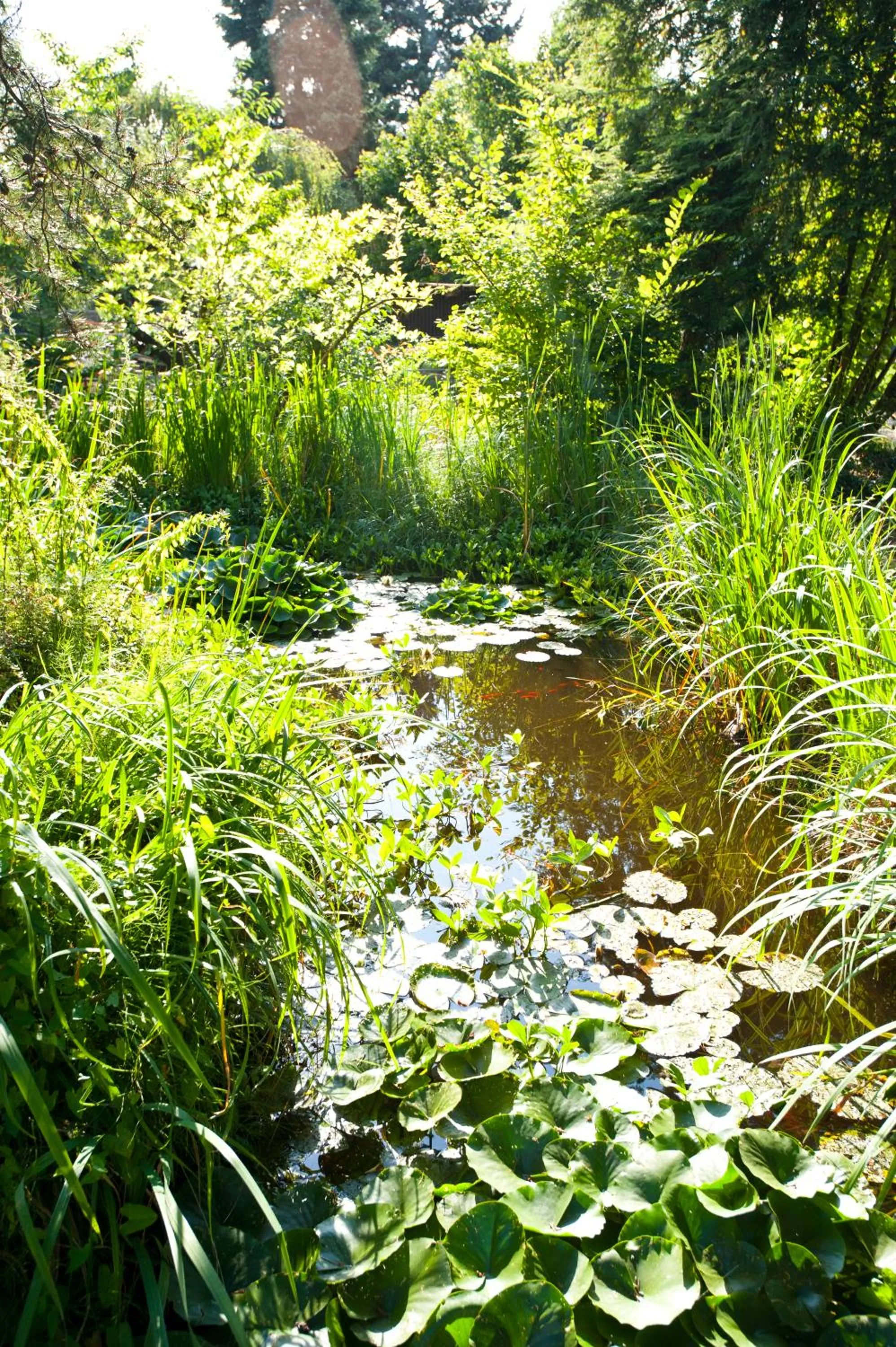 Garden view in Hotel Käferstein garni