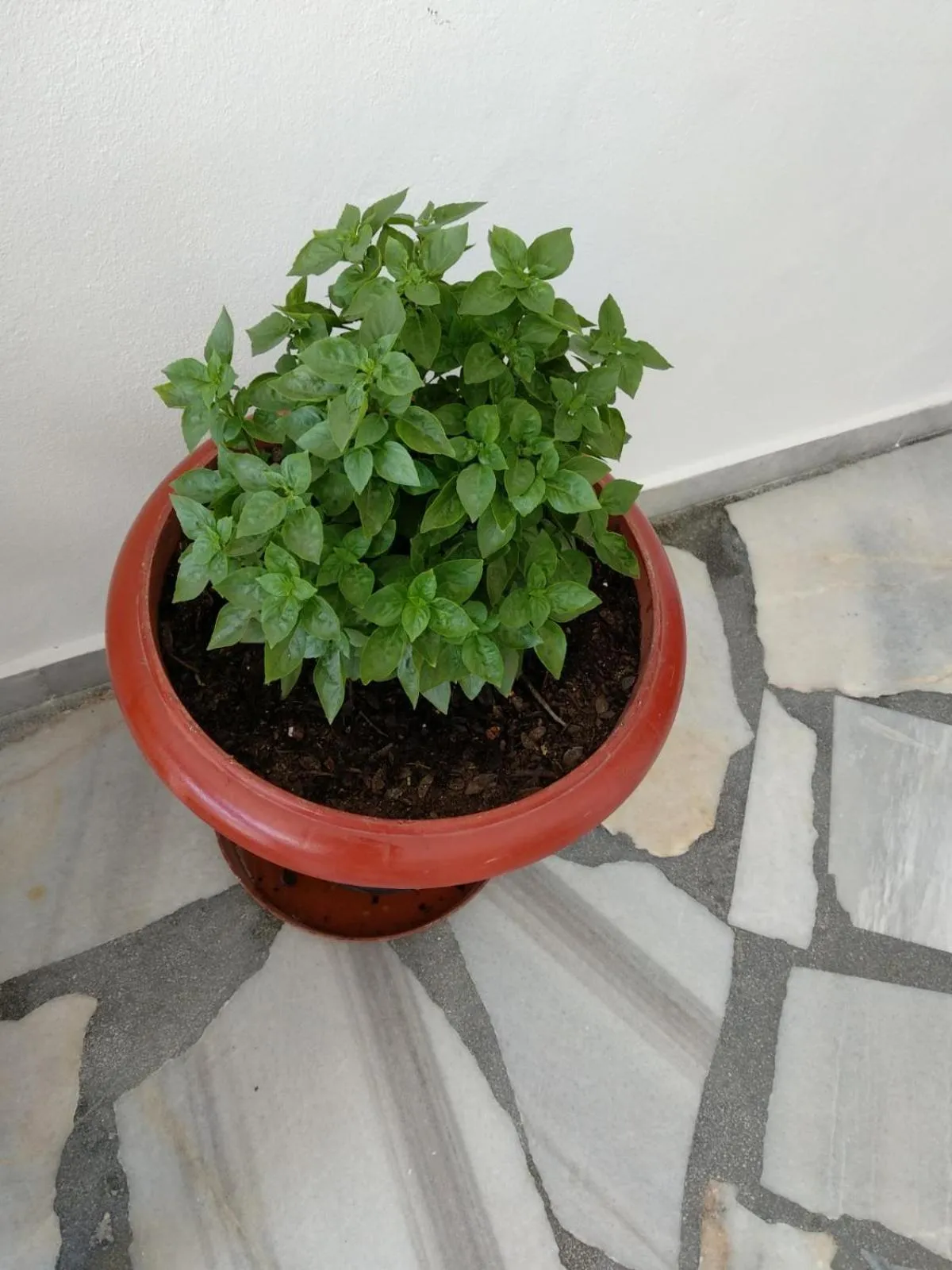 Garden in Anna Studios