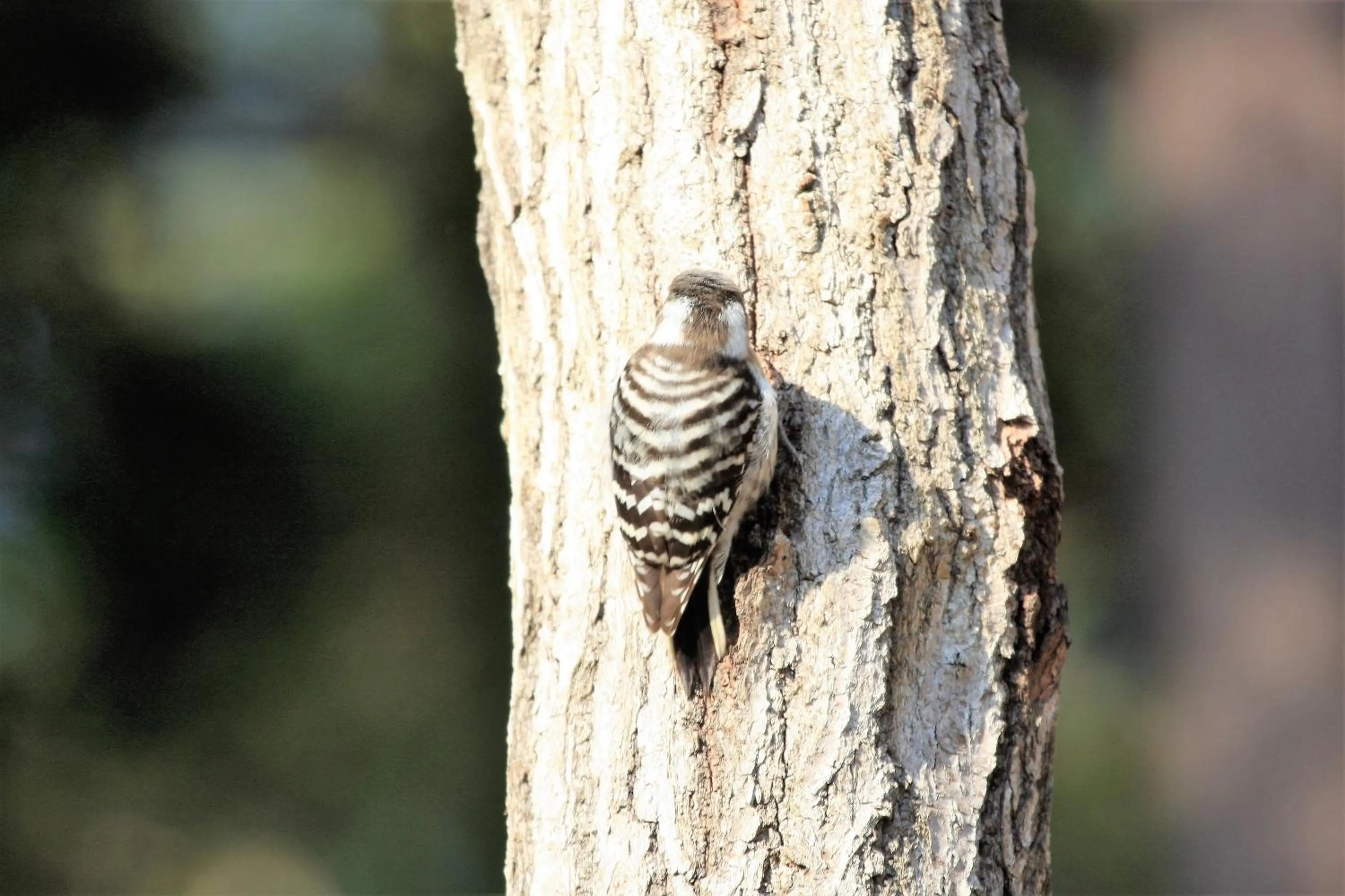 Seasons in Shomarutoge Garden House