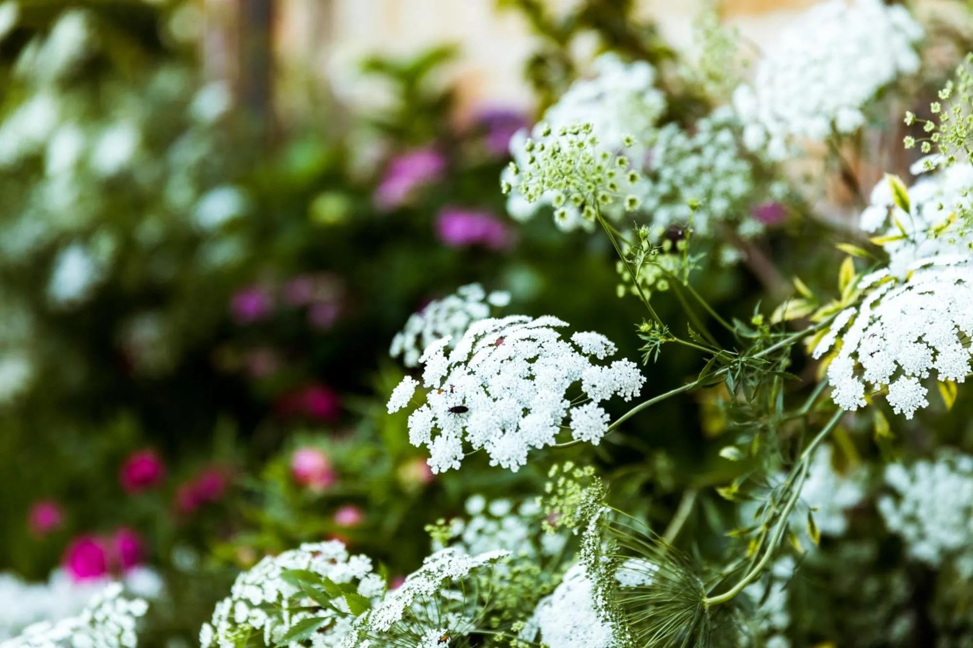 Garden in Daisy Bank Cottages