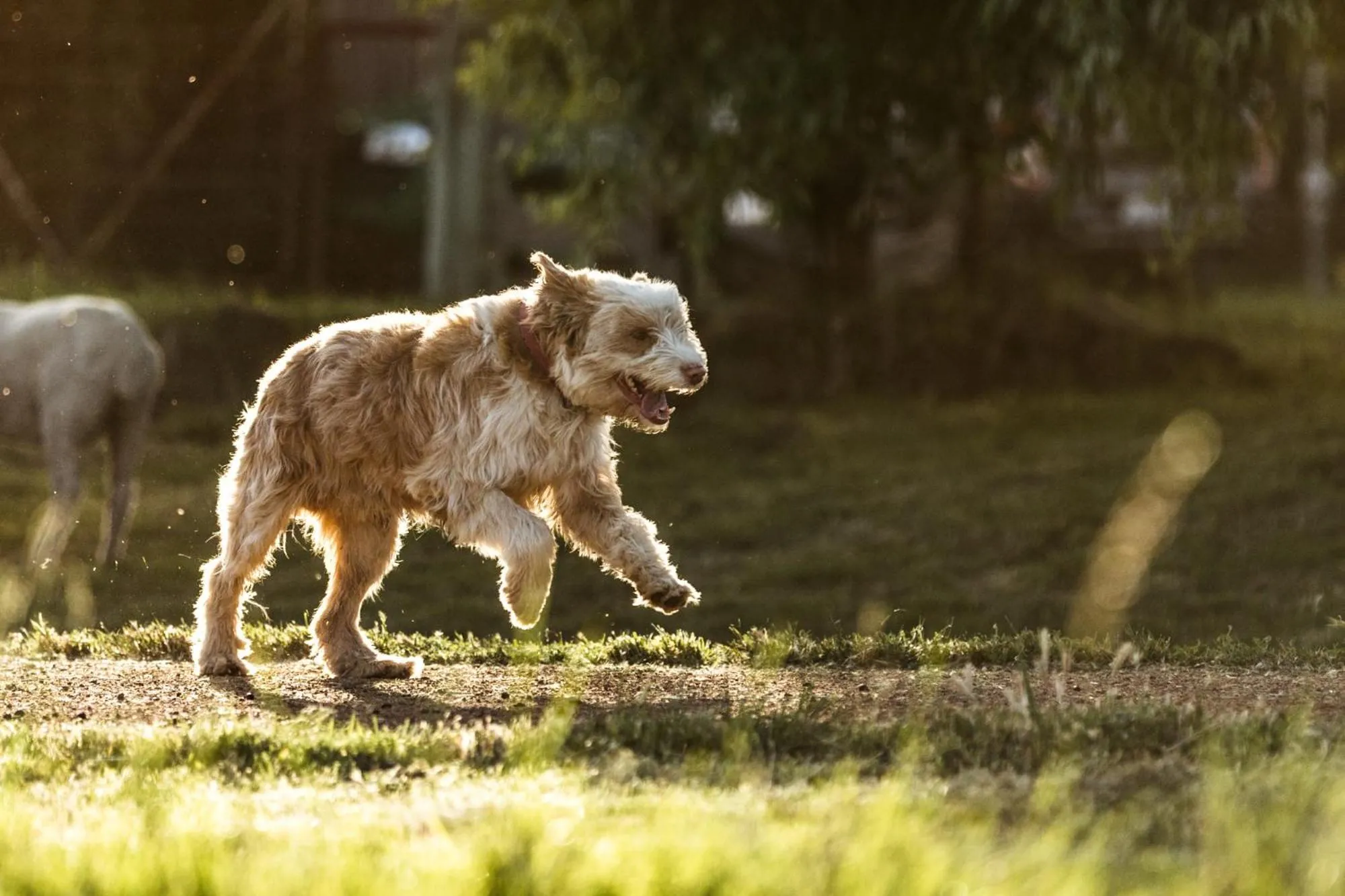 Animals in Daisy Bank Cottages