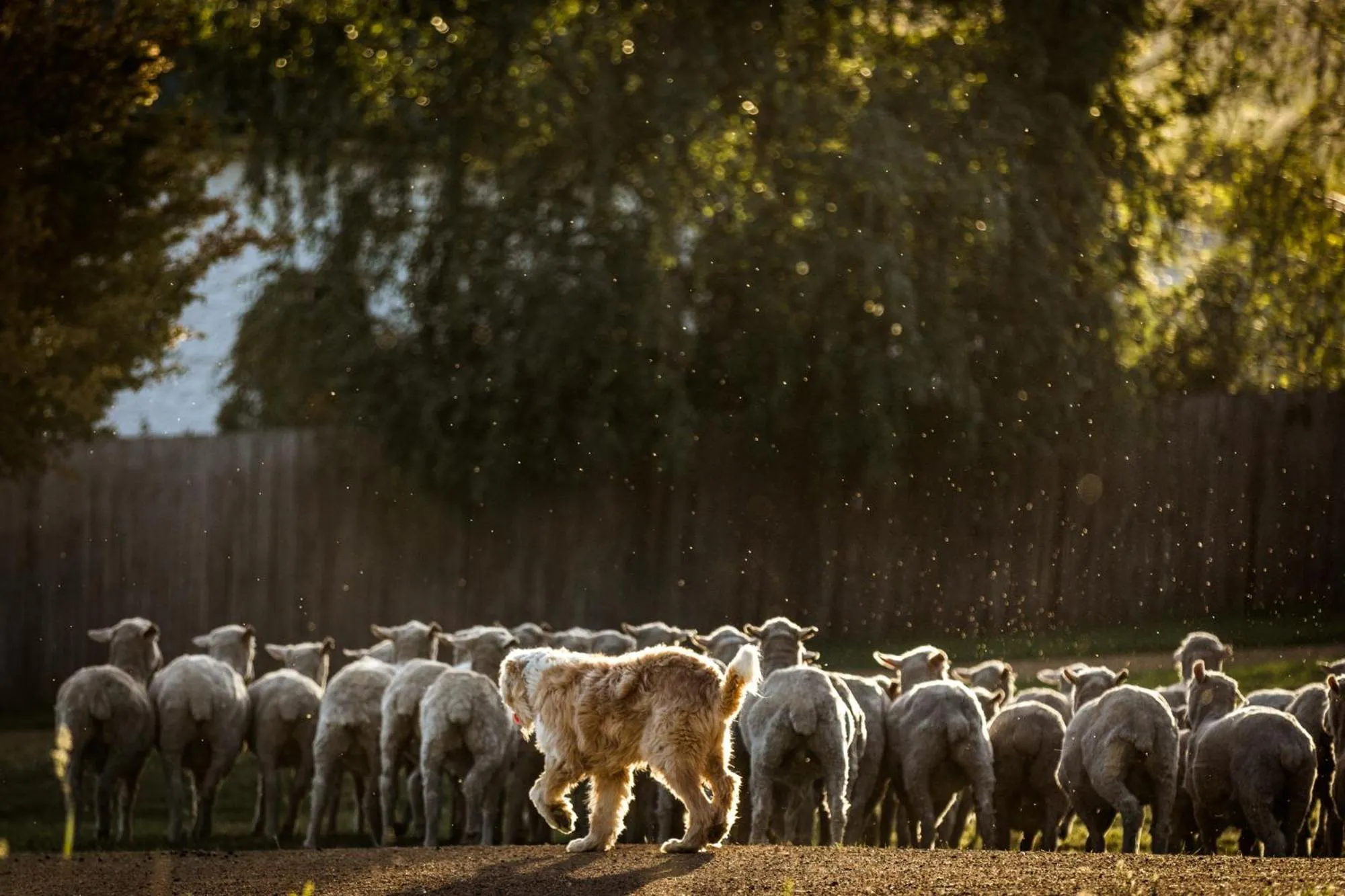 Animals in Daisy Bank Cottages
