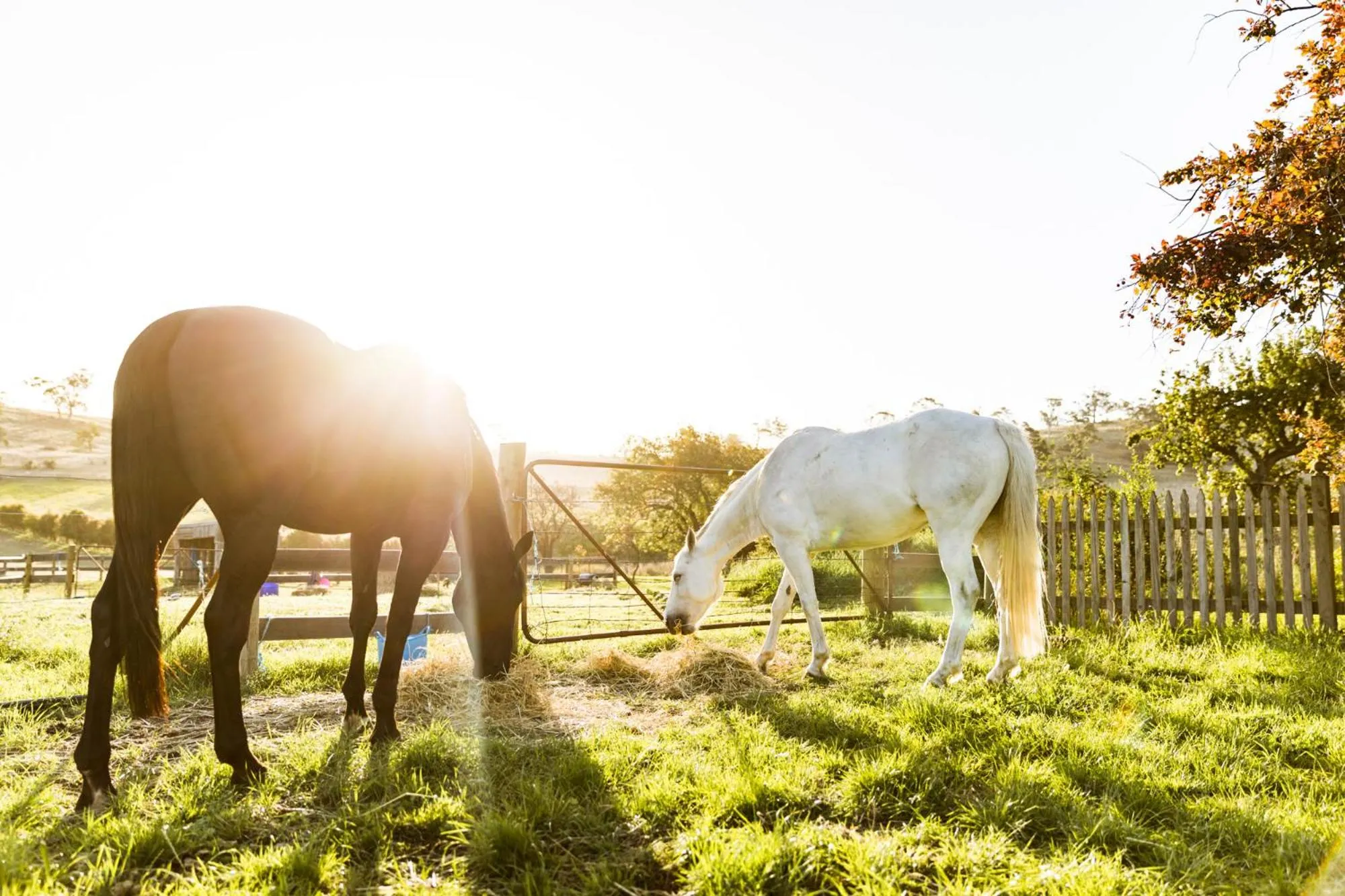 Animals in Daisy Bank Cottages