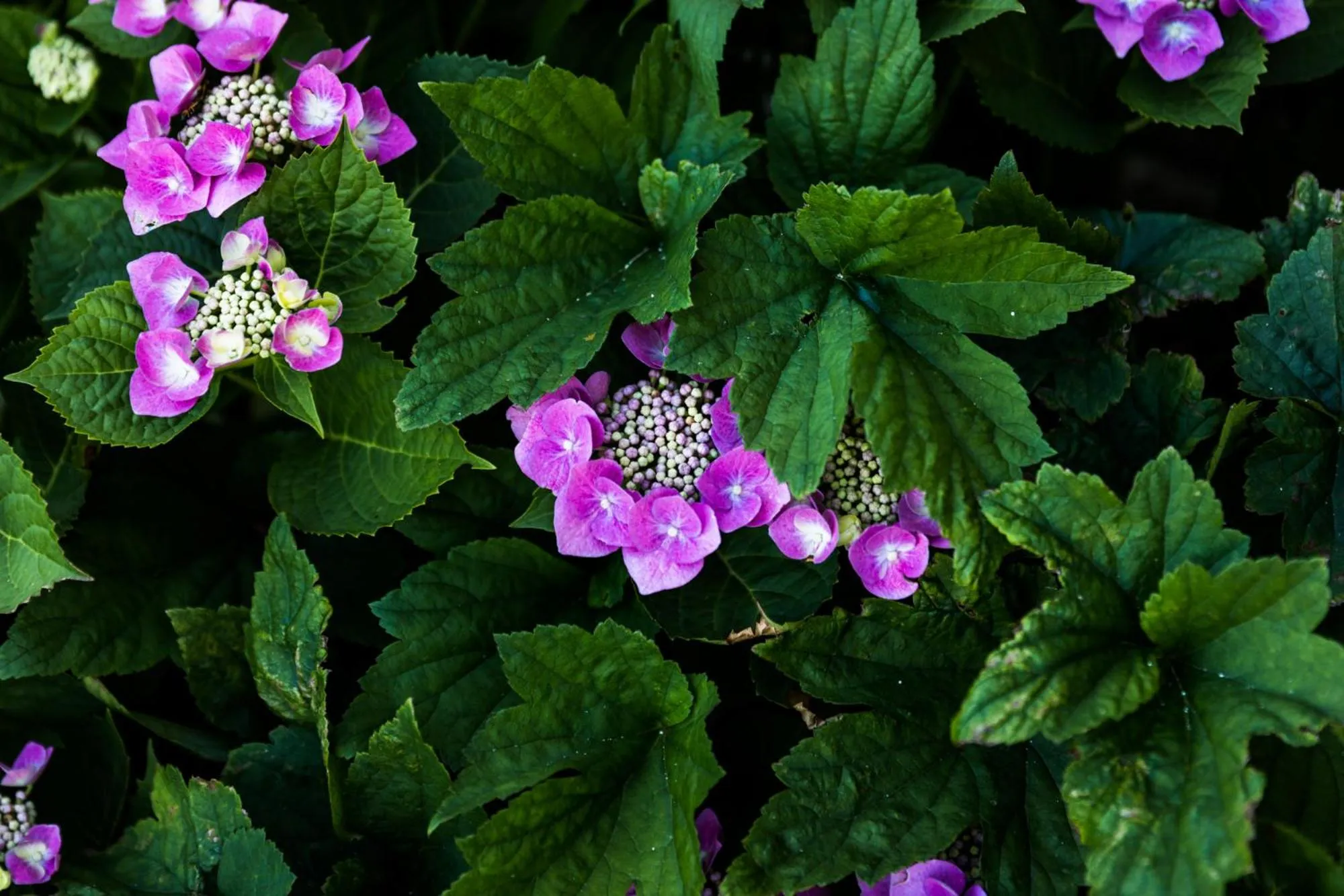 Garden in Daisy Bank Cottages