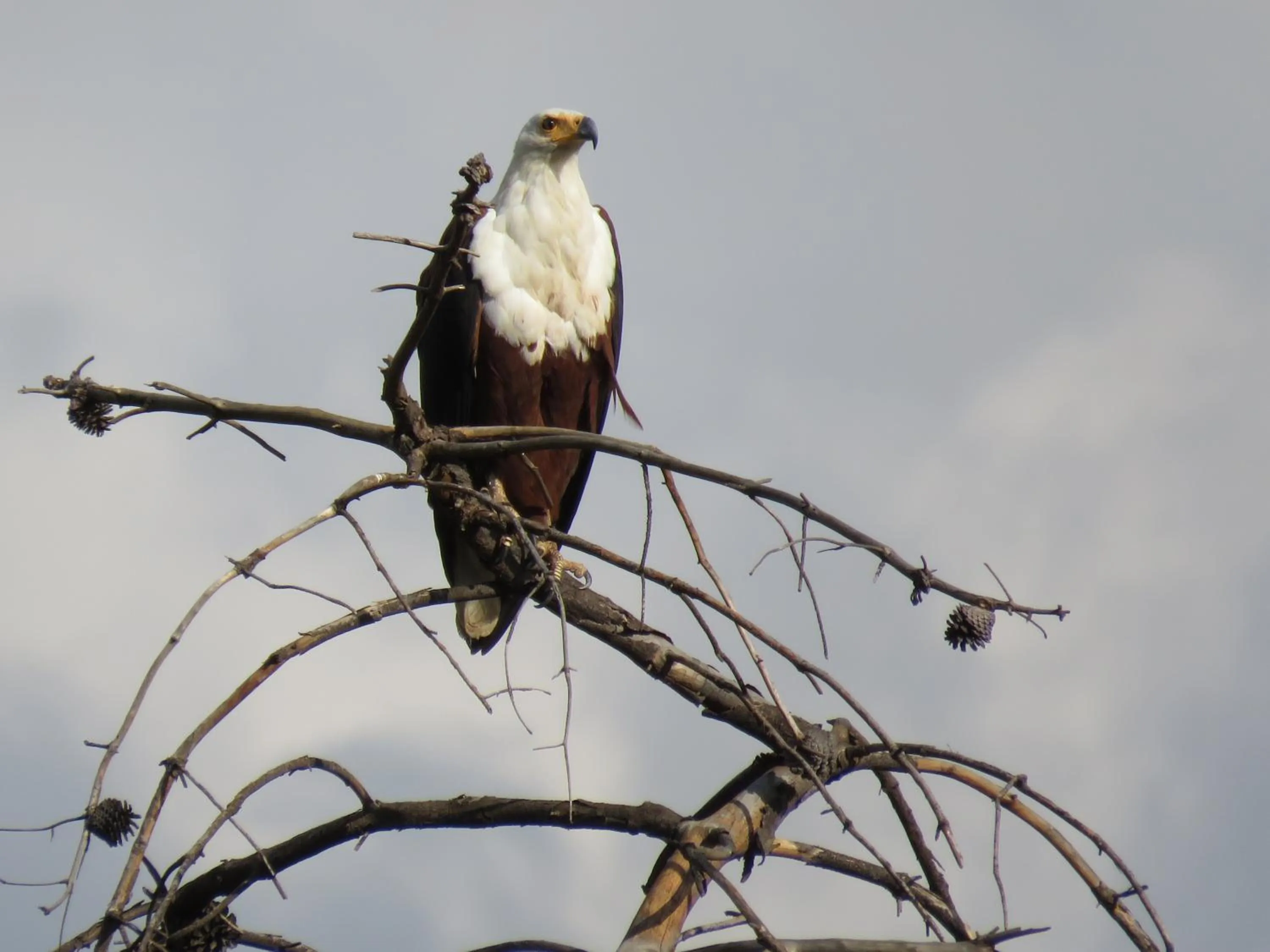 Animals in Stonecutters Lodge
