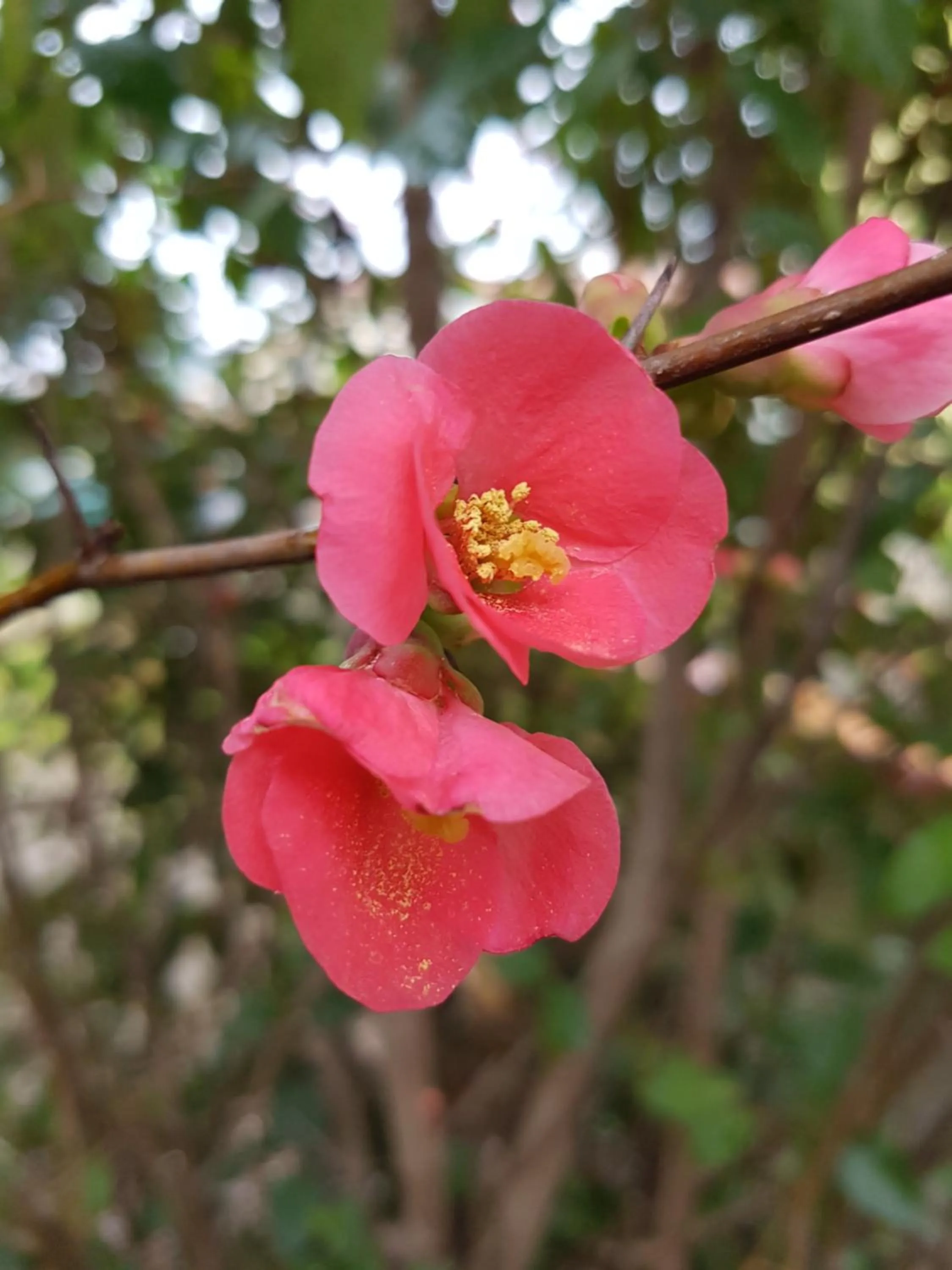 Spring in Il Pievano B&B