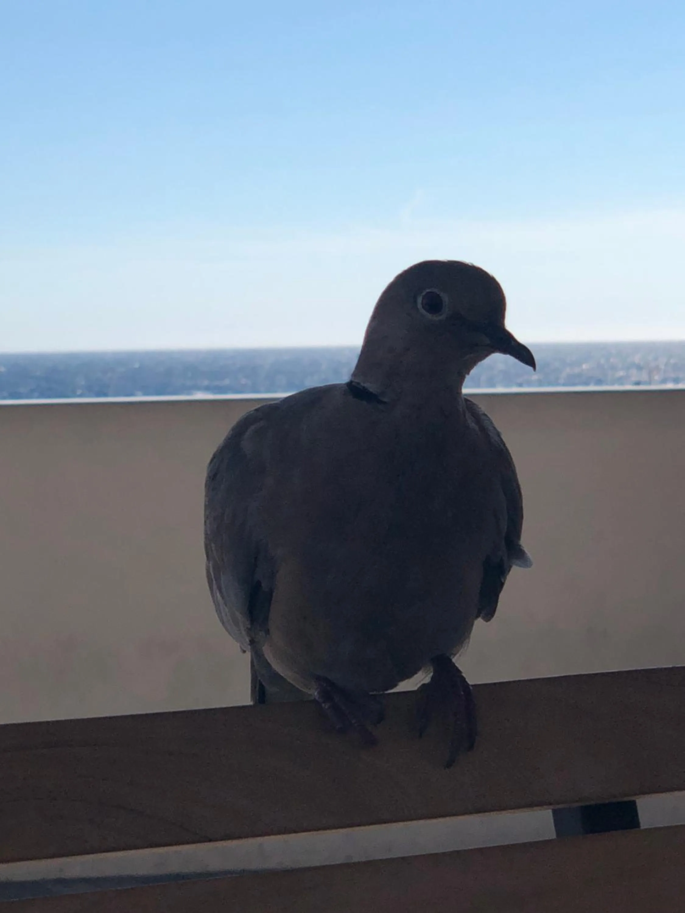 Animals in ABA LUXURY B E B Nice