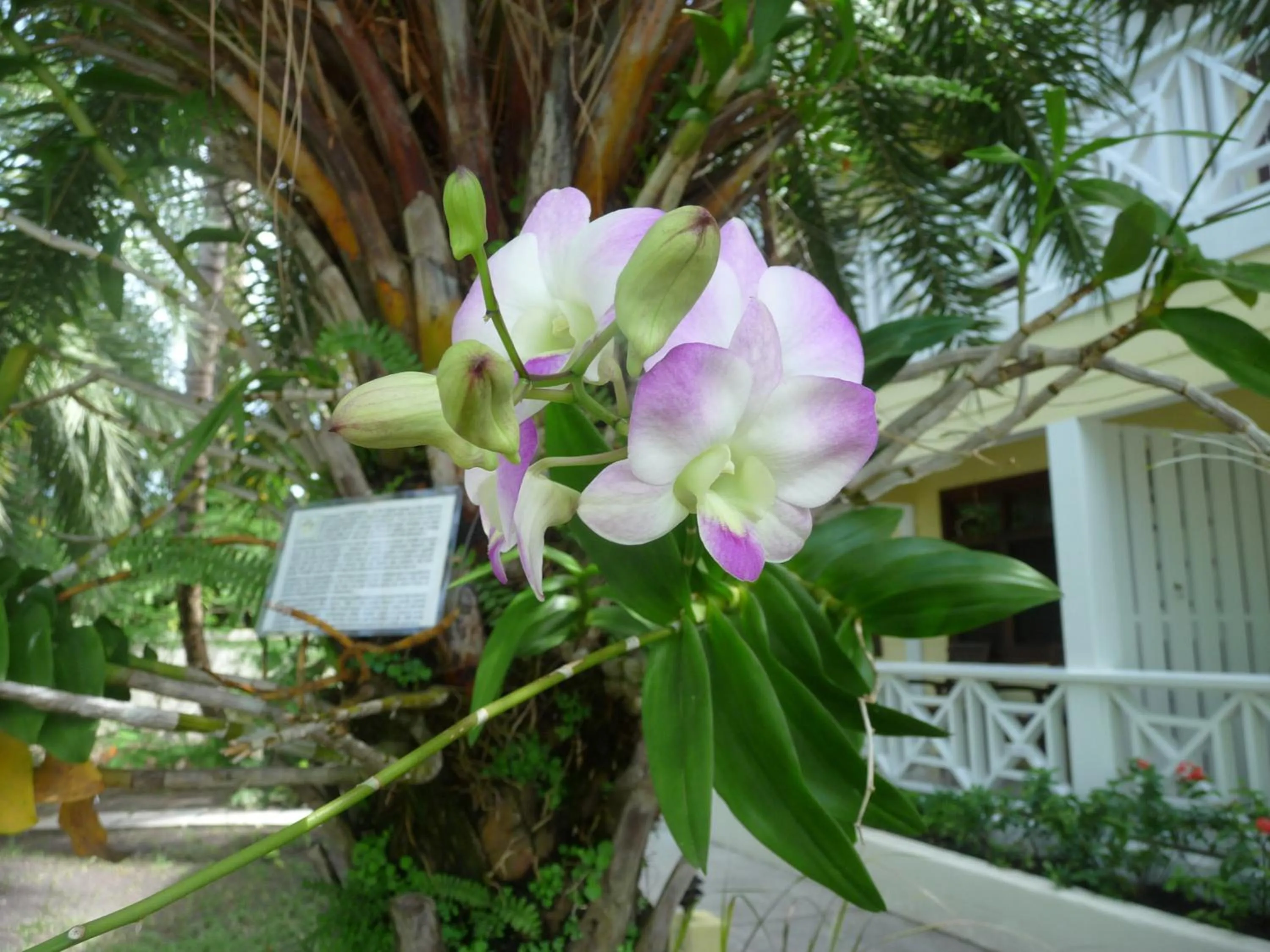 Garden in Buccaneer Beach Club