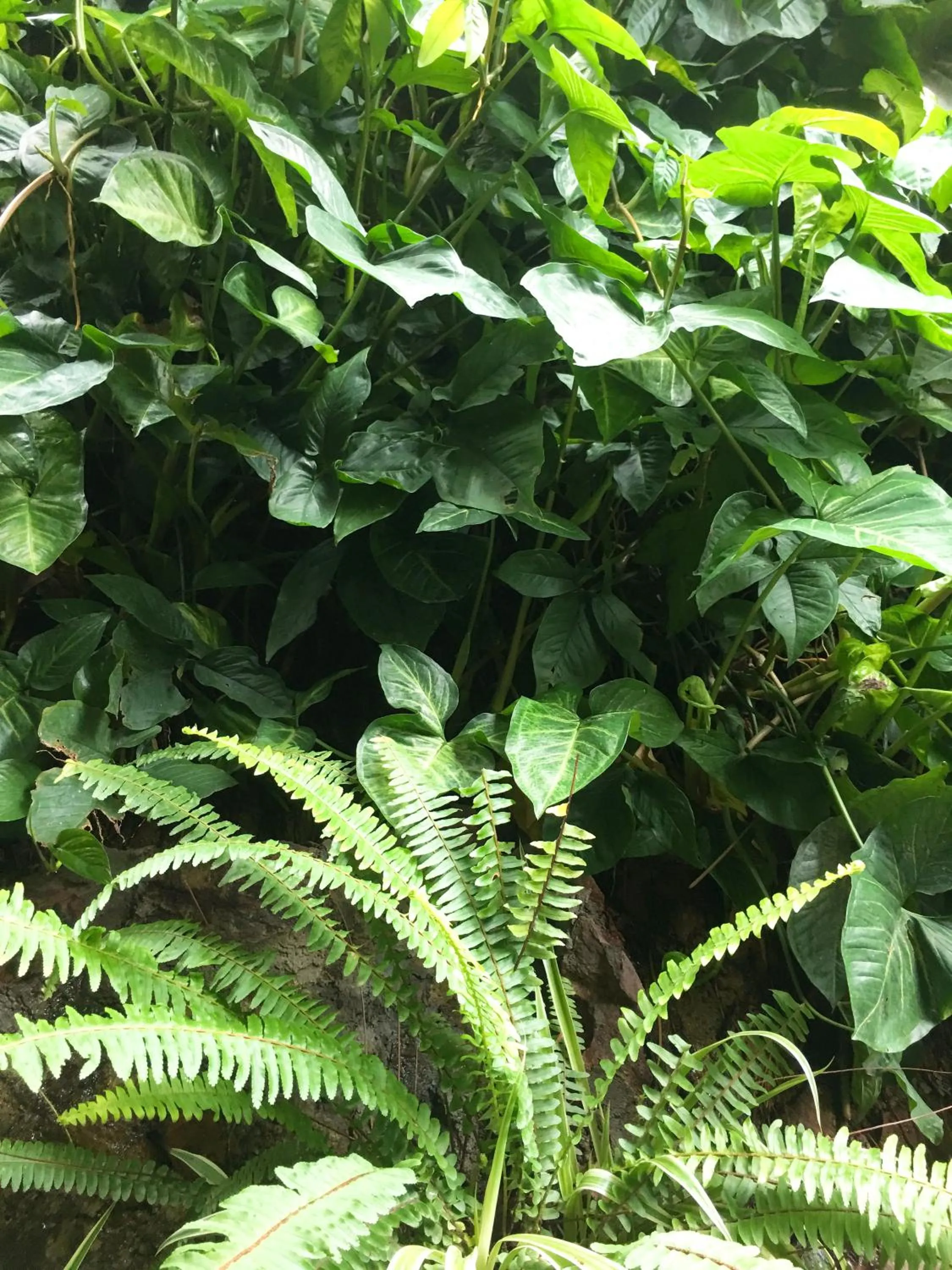 Garden view in Halo Bay Homestay