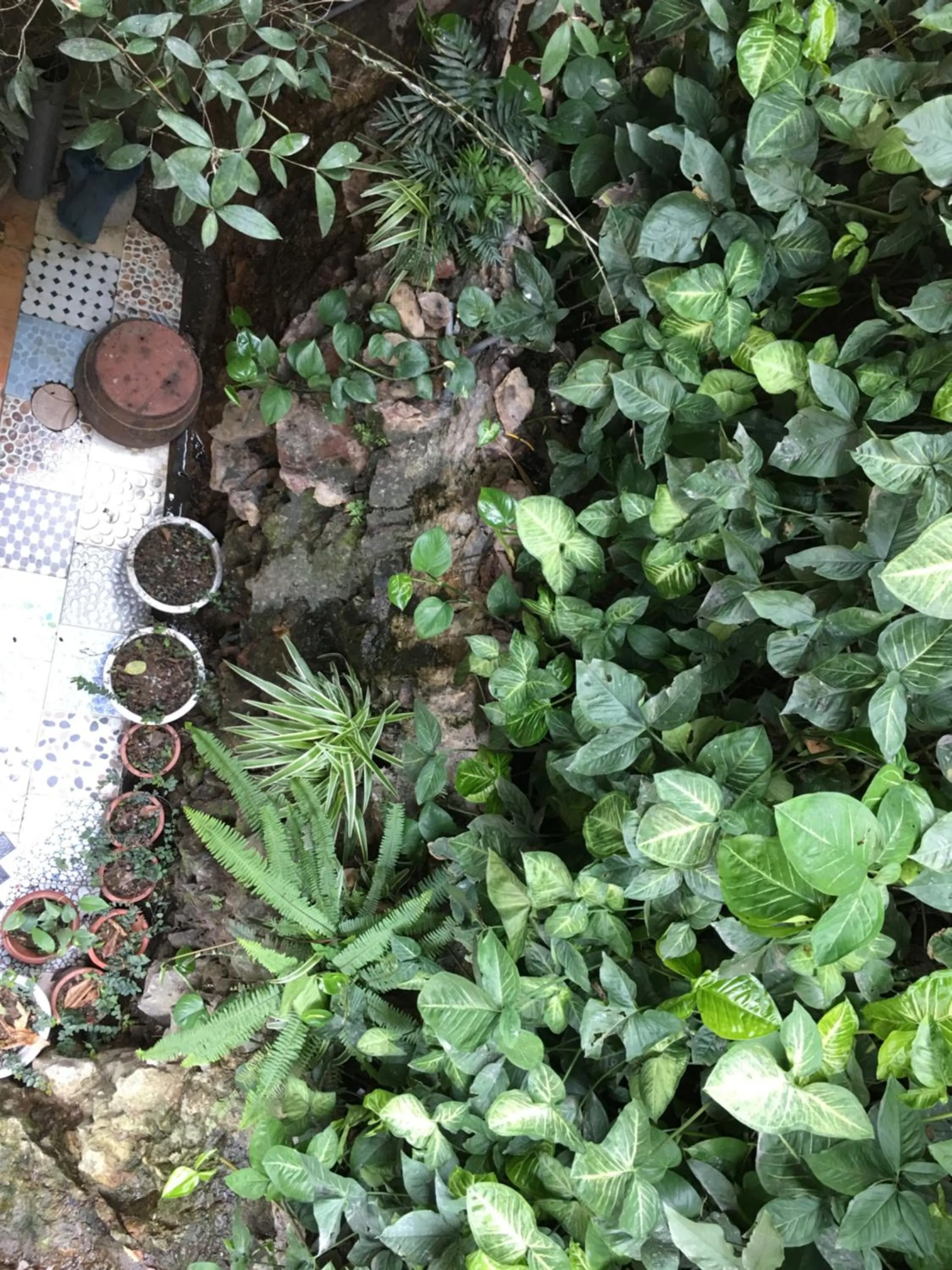 Garden in Halo Bay Homestay