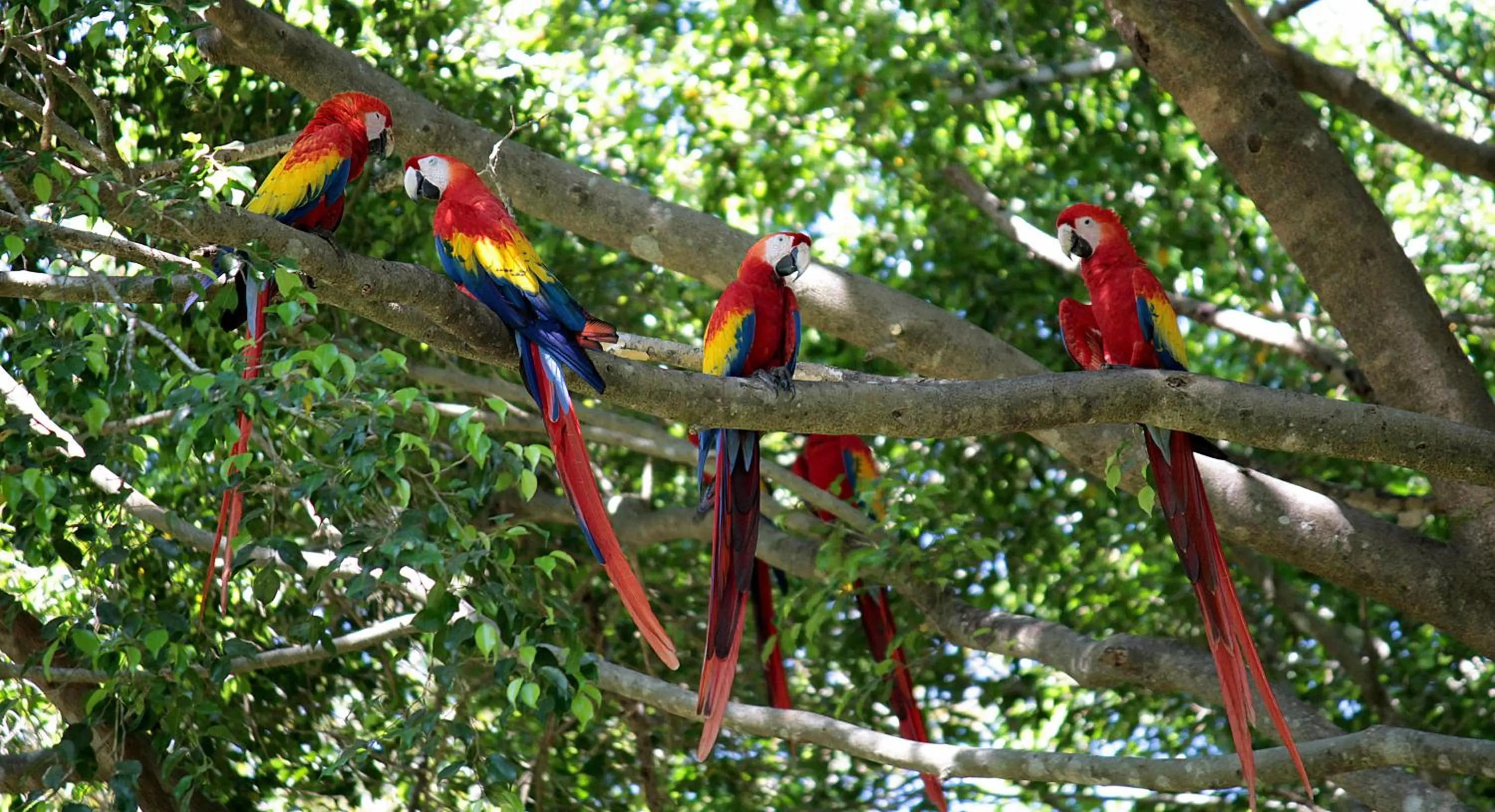 Garden in Barceló Tambor - All Inclusive
