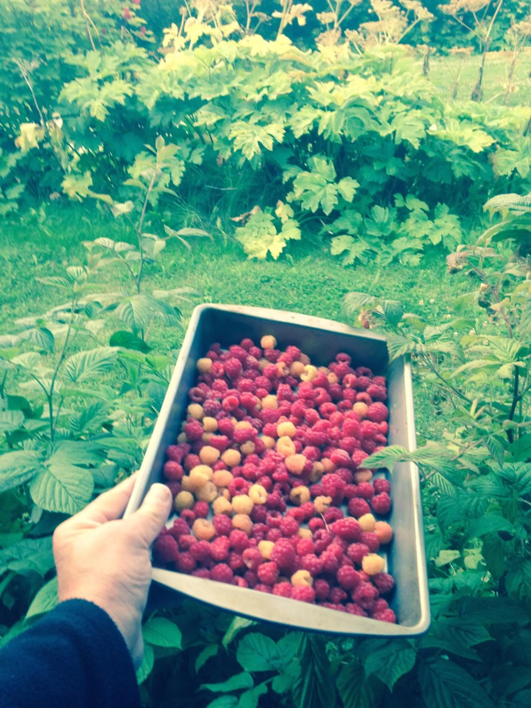 Garden view in Alaska Adventure Cabins