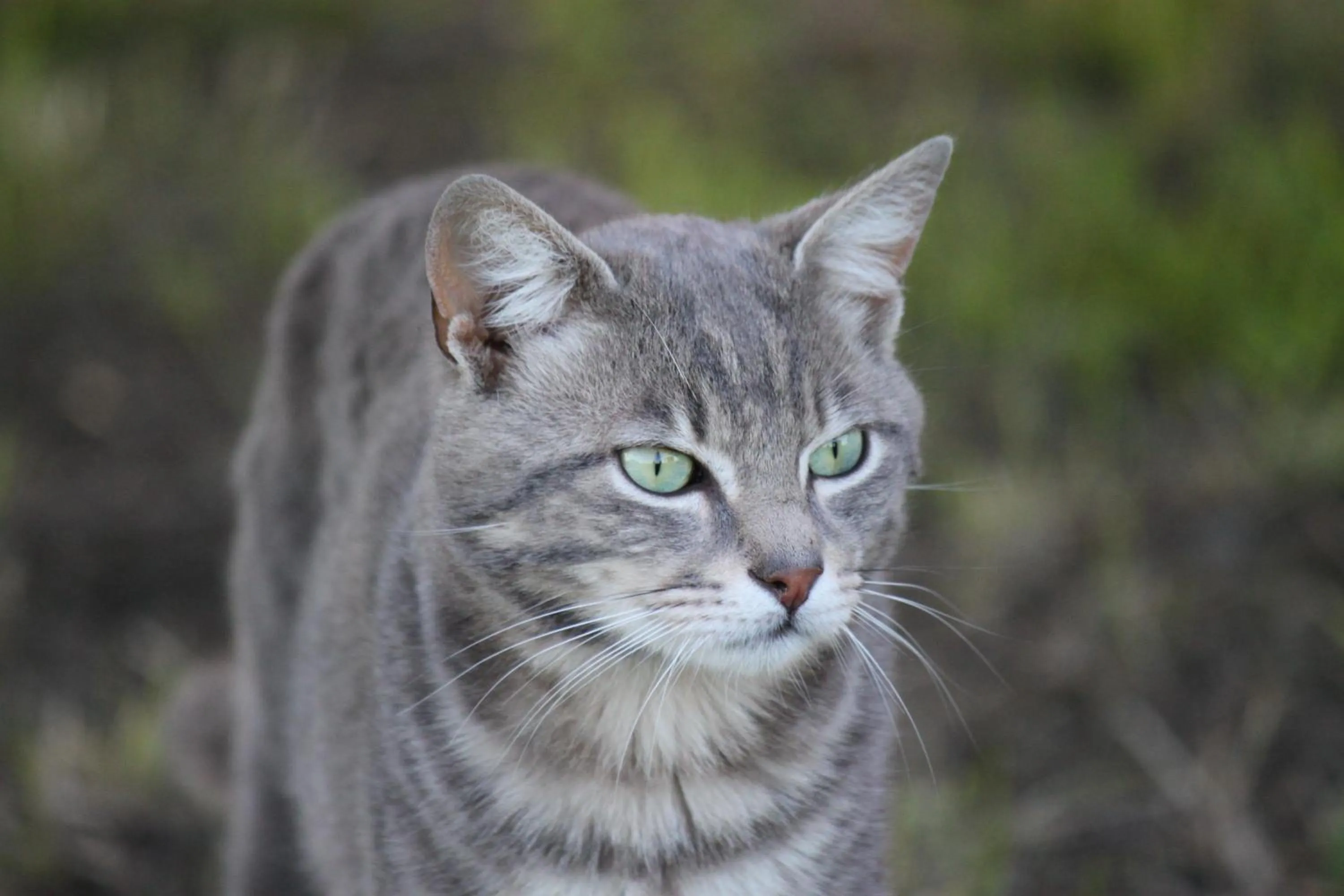 Pets in La casa dei gatti