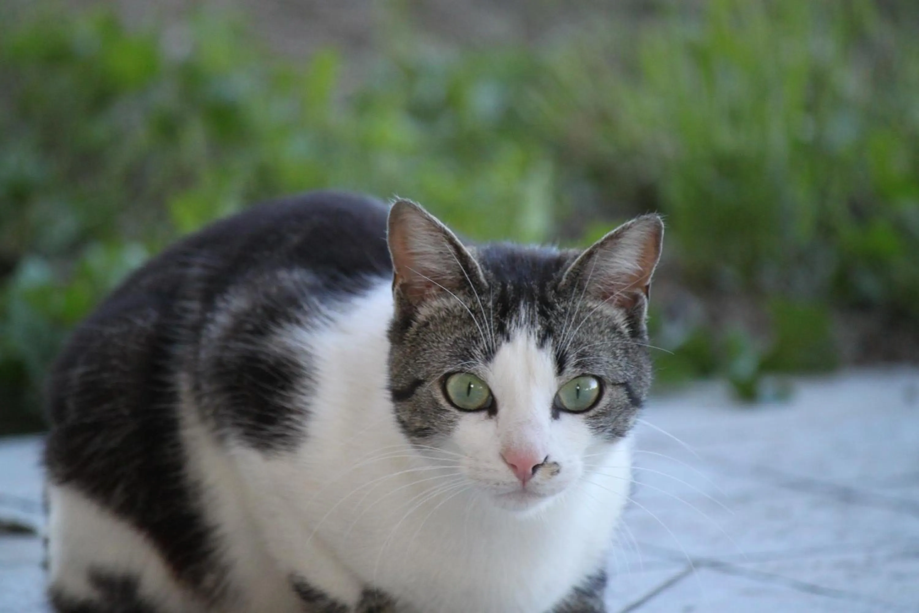 Pets in La casa dei gatti