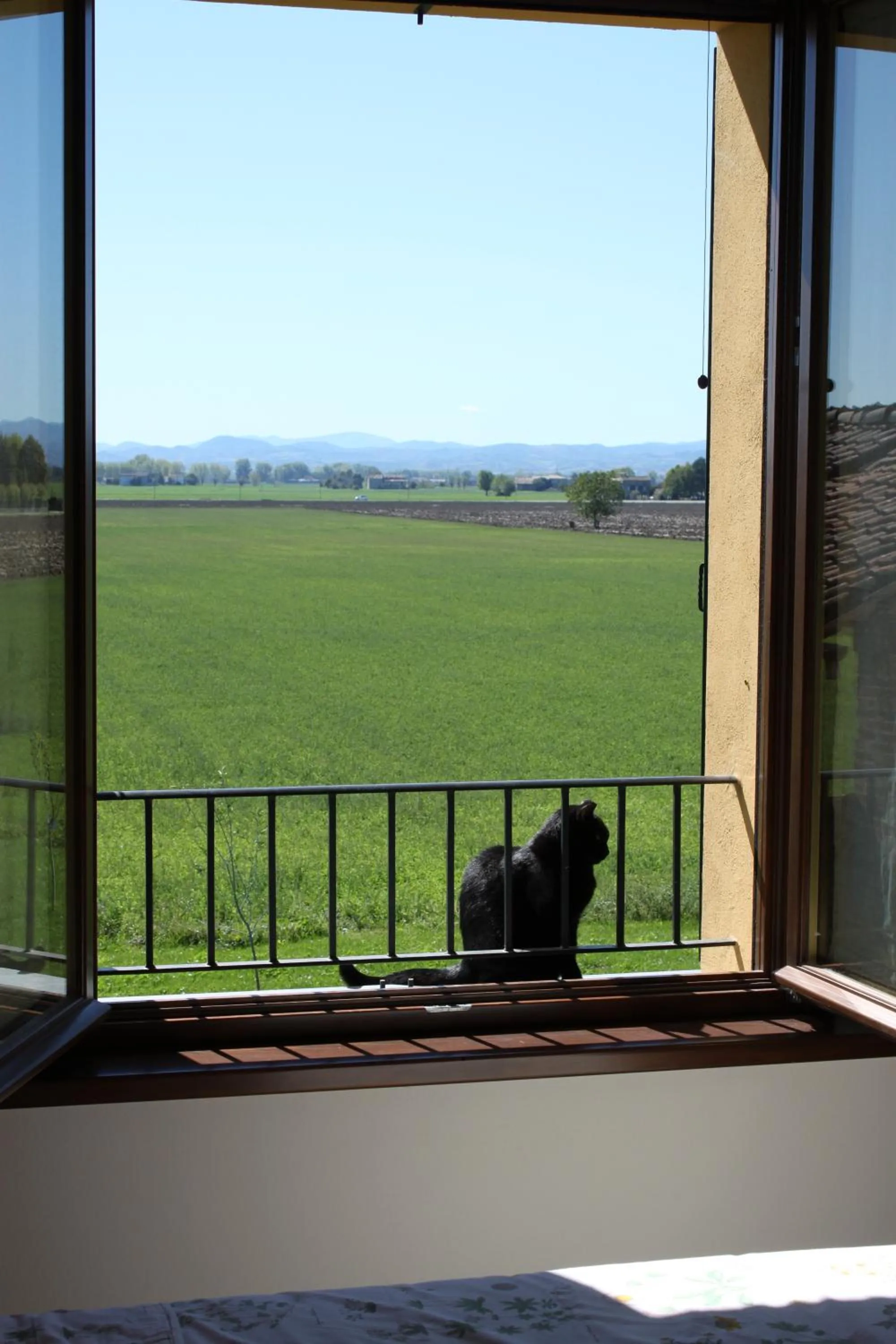 Day in La casa dei gatti