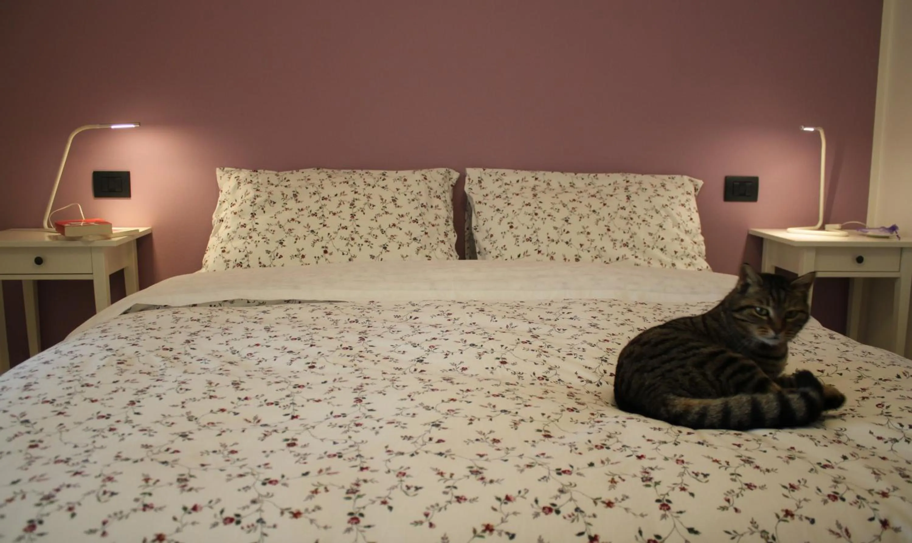 Photo of the whole room, Bed in La casa dei gatti