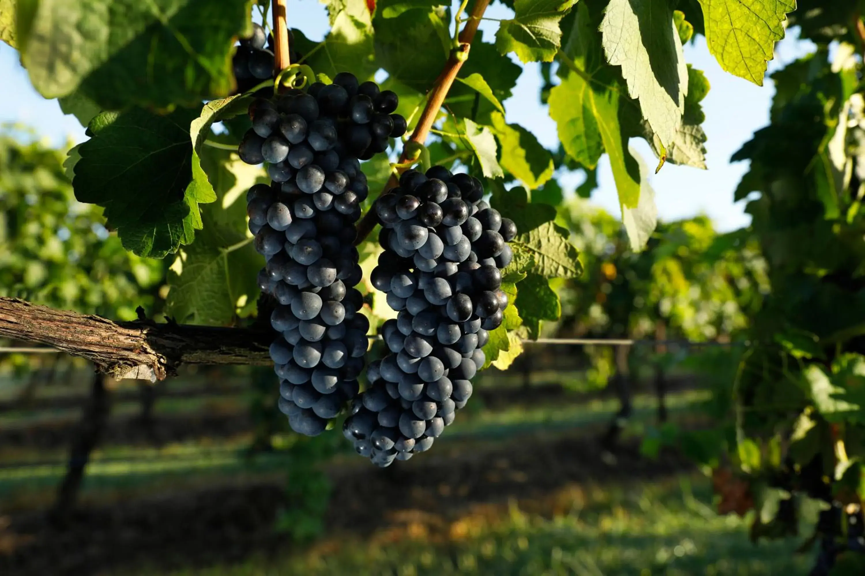 View (from property/room) in Adina Vineyard View (from property/room) in Adina Vineyard