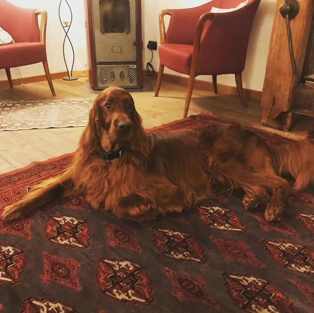 Pets in Albergo Aprica Garni