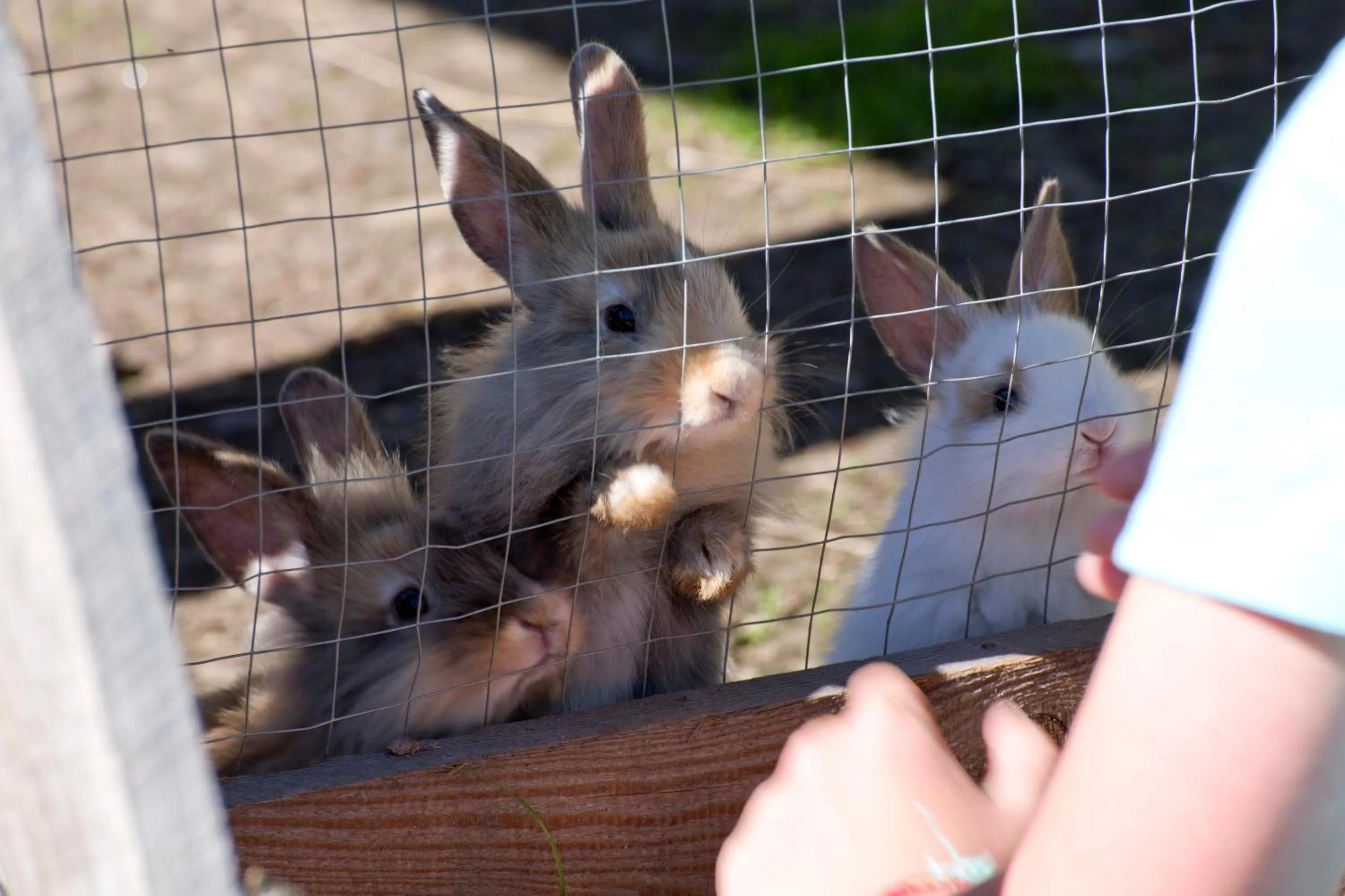 Animals in Hotel Berghof