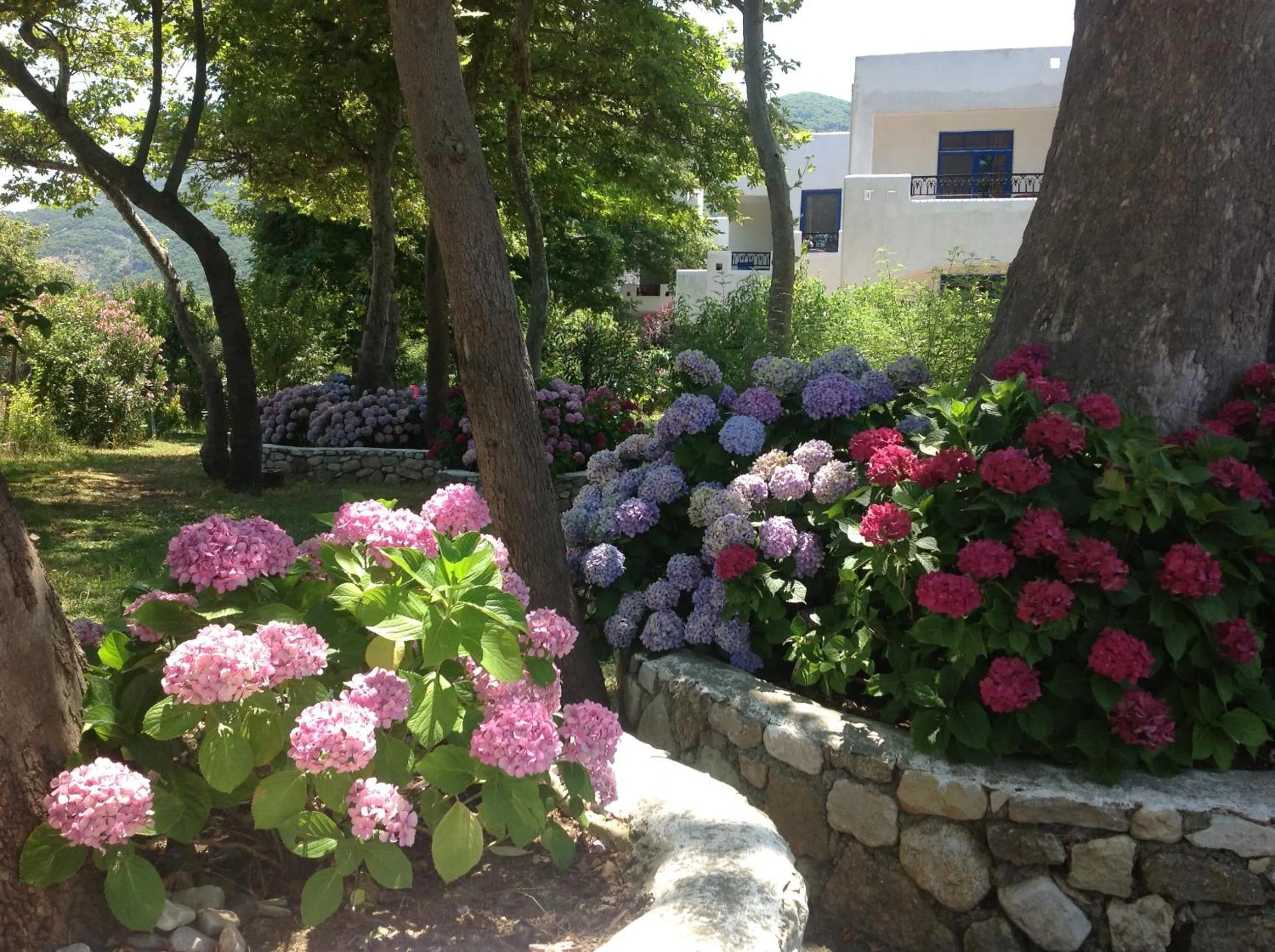 Spring in Archondissa Beach Aparthotel