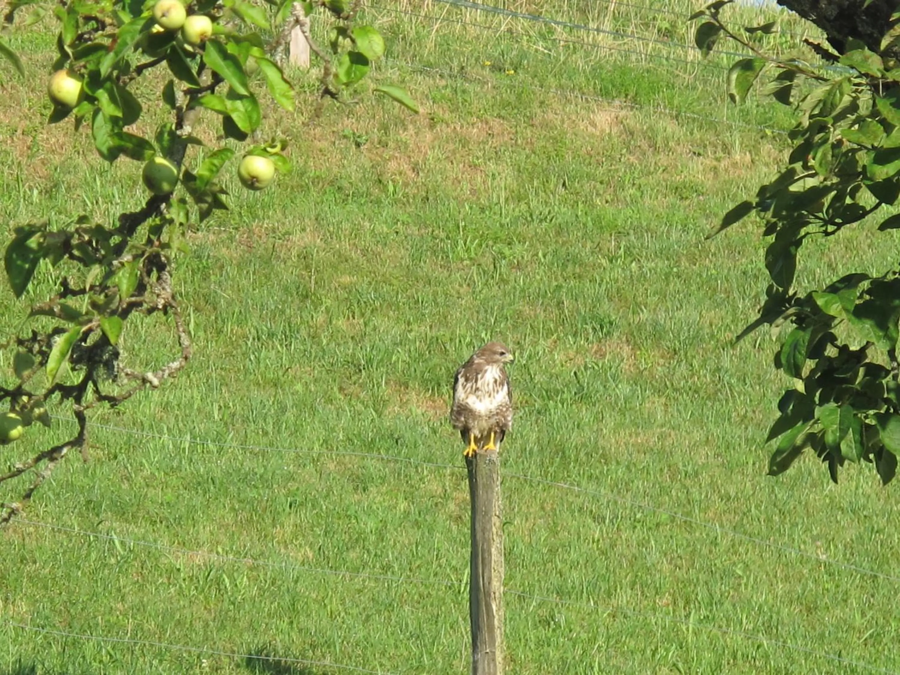 Garden in B&B Sigrid Braun-Budde