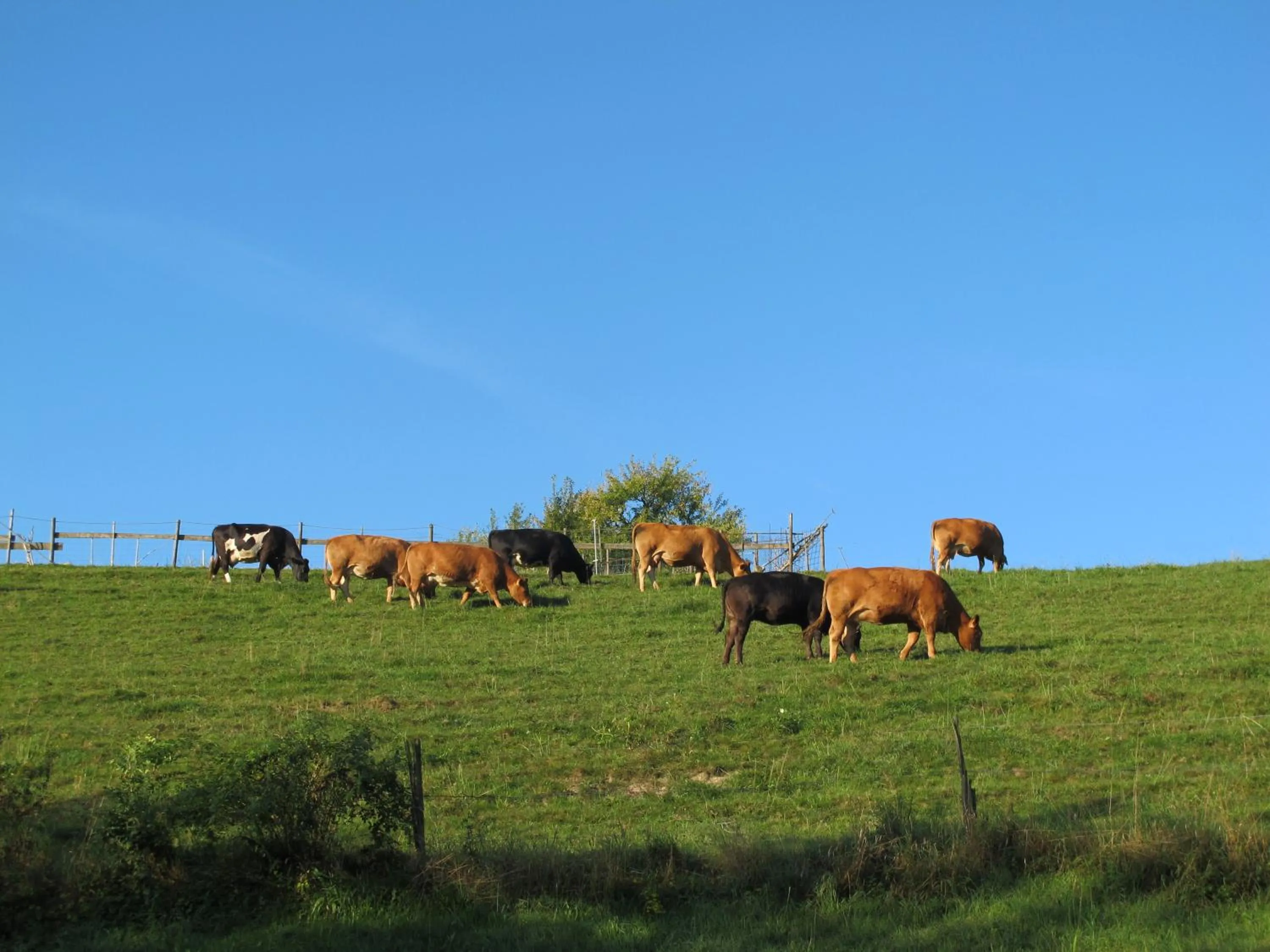 Natural landscape in B&B Sigrid Braun-Budde