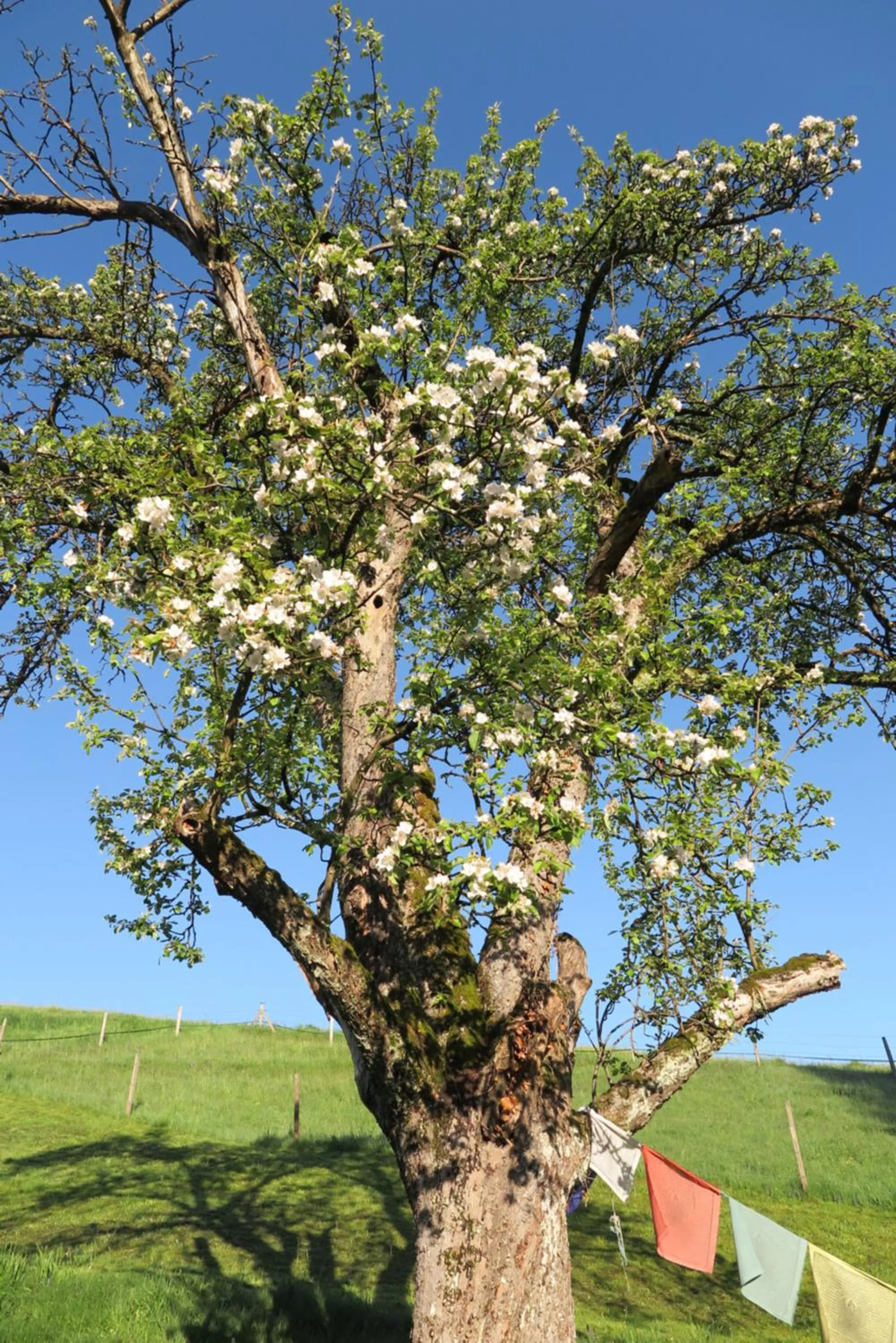 Garden in B&B Sigrid Braun-Budde