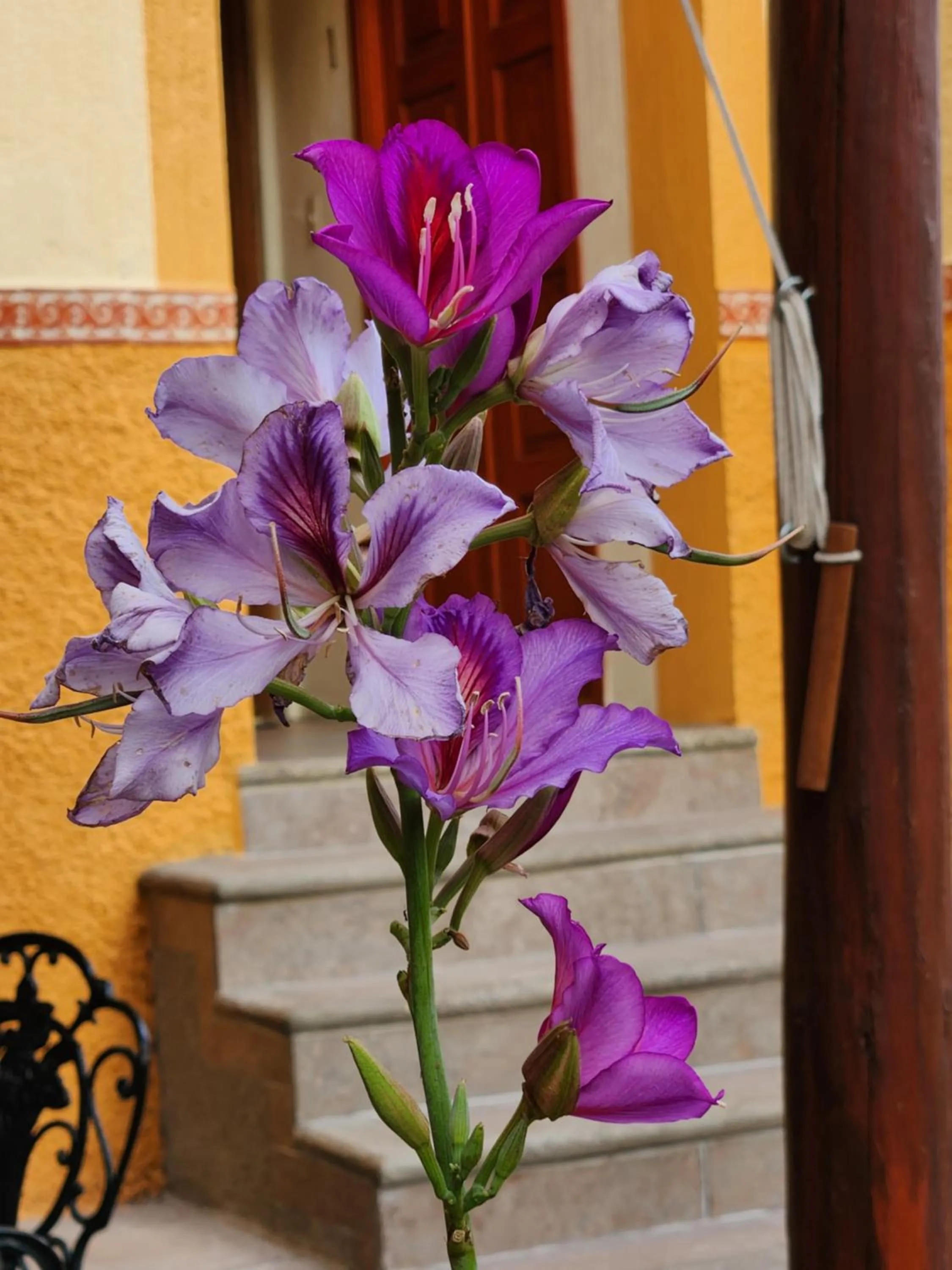 Garden in Casita Privada del Chan