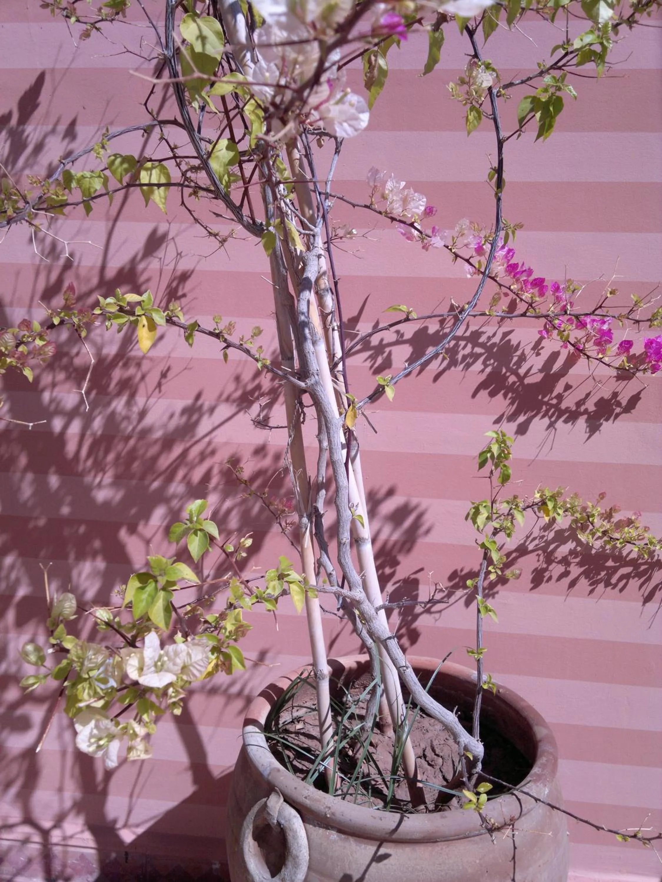 Facade/entrance in Riad Belle Epoque