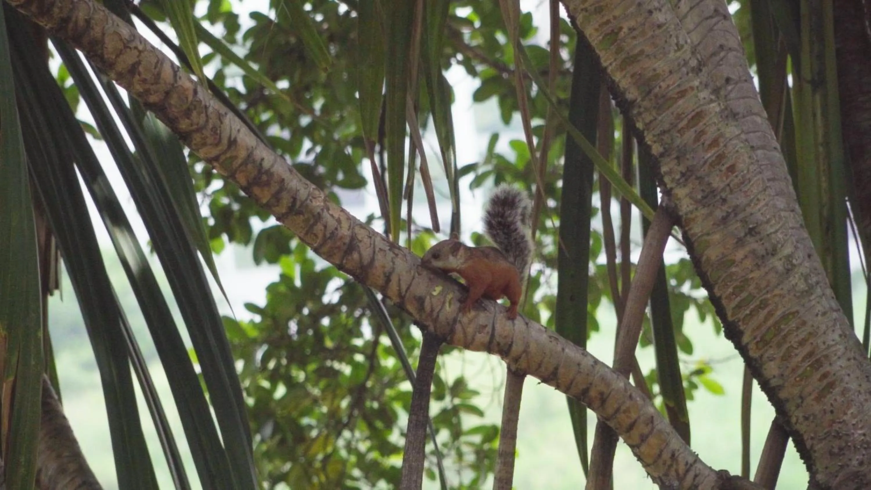 Garden in Barceló San José