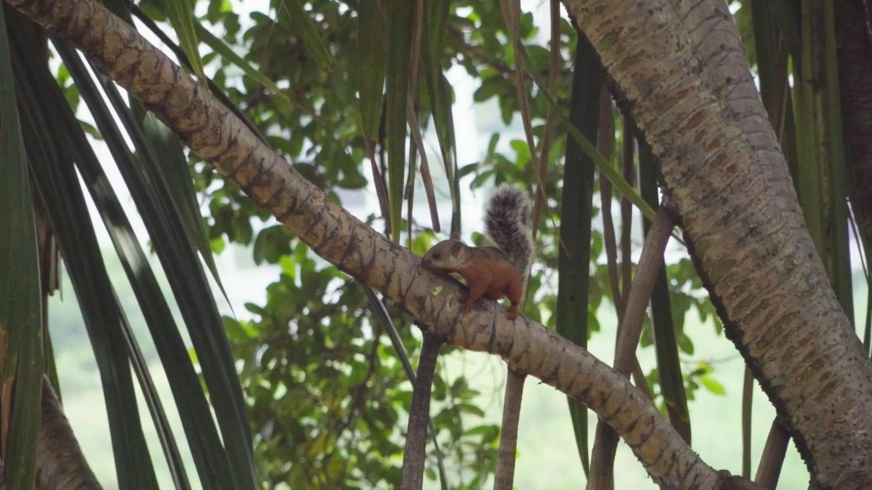 Garden in Barceló San José Garden in Barceló San José