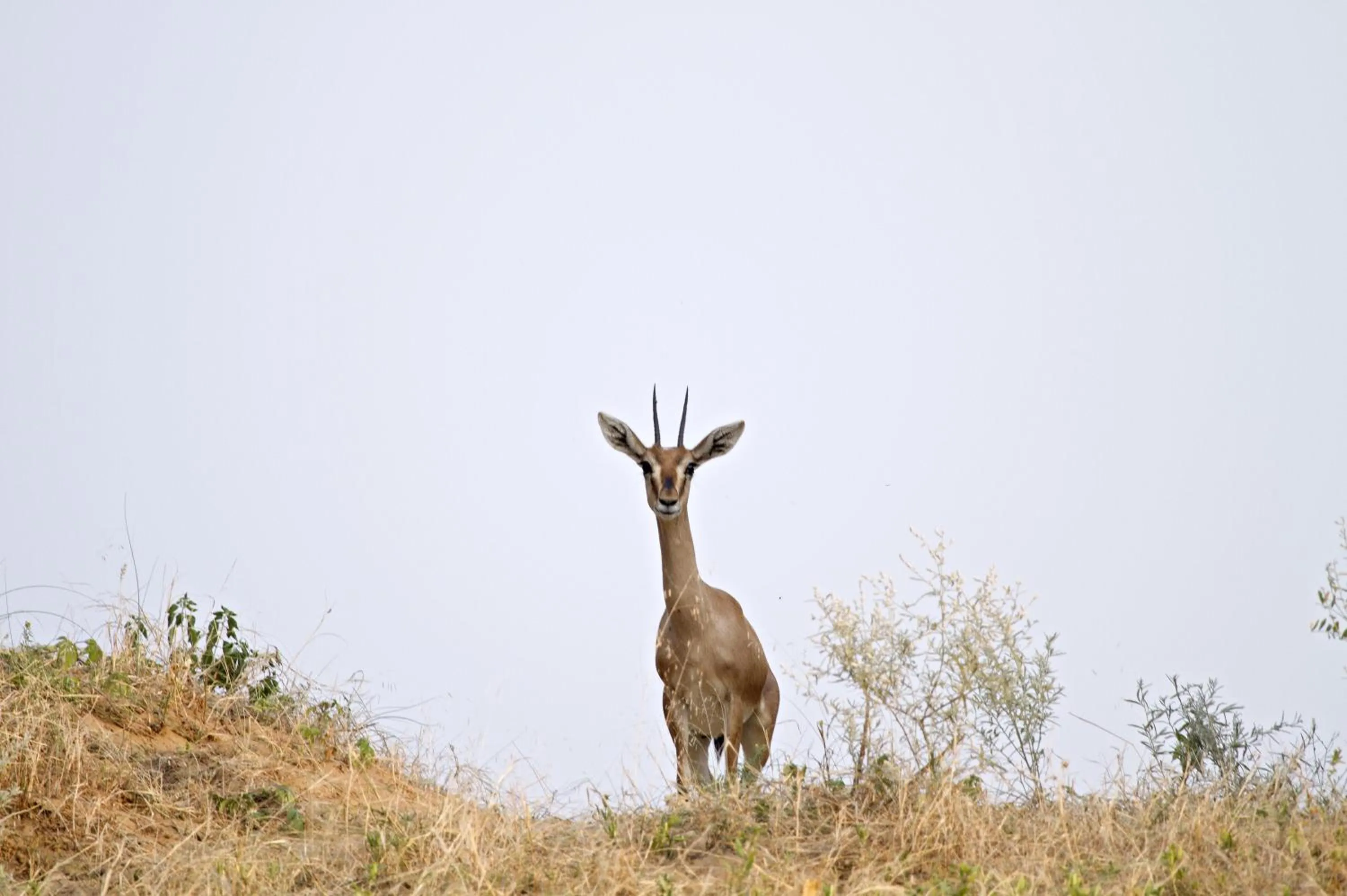 Activities in Alsisar Mahal- Heritage Hotel