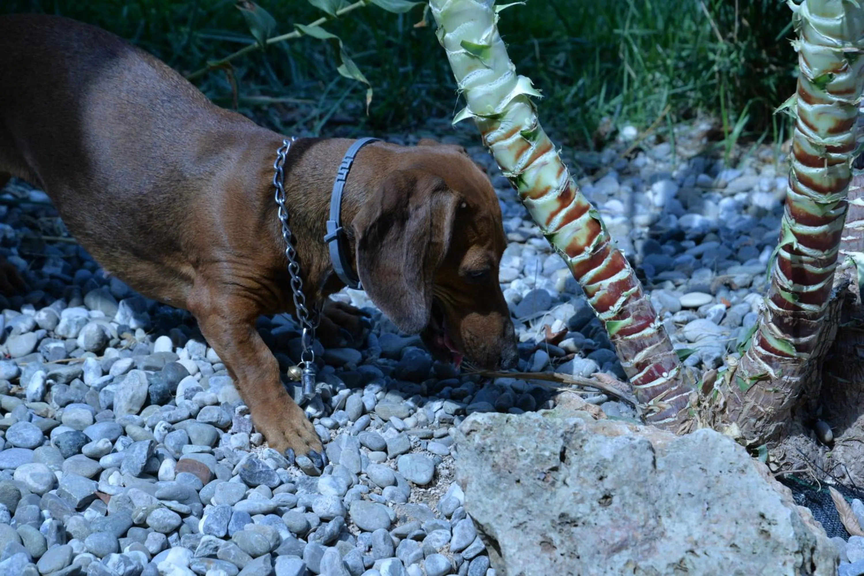 Pets in B&B Lara Santola