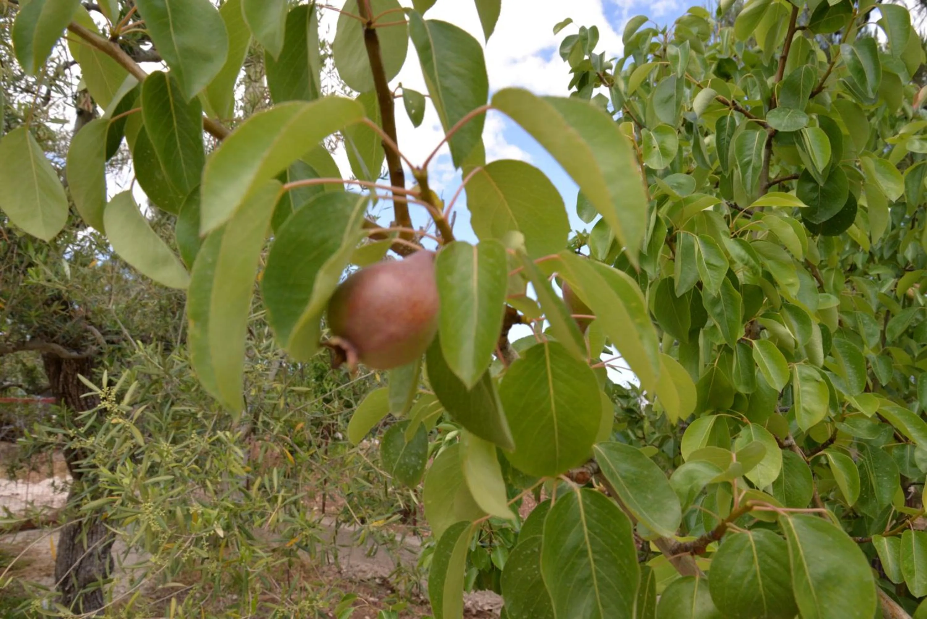 Garden in B&B Lara Santola