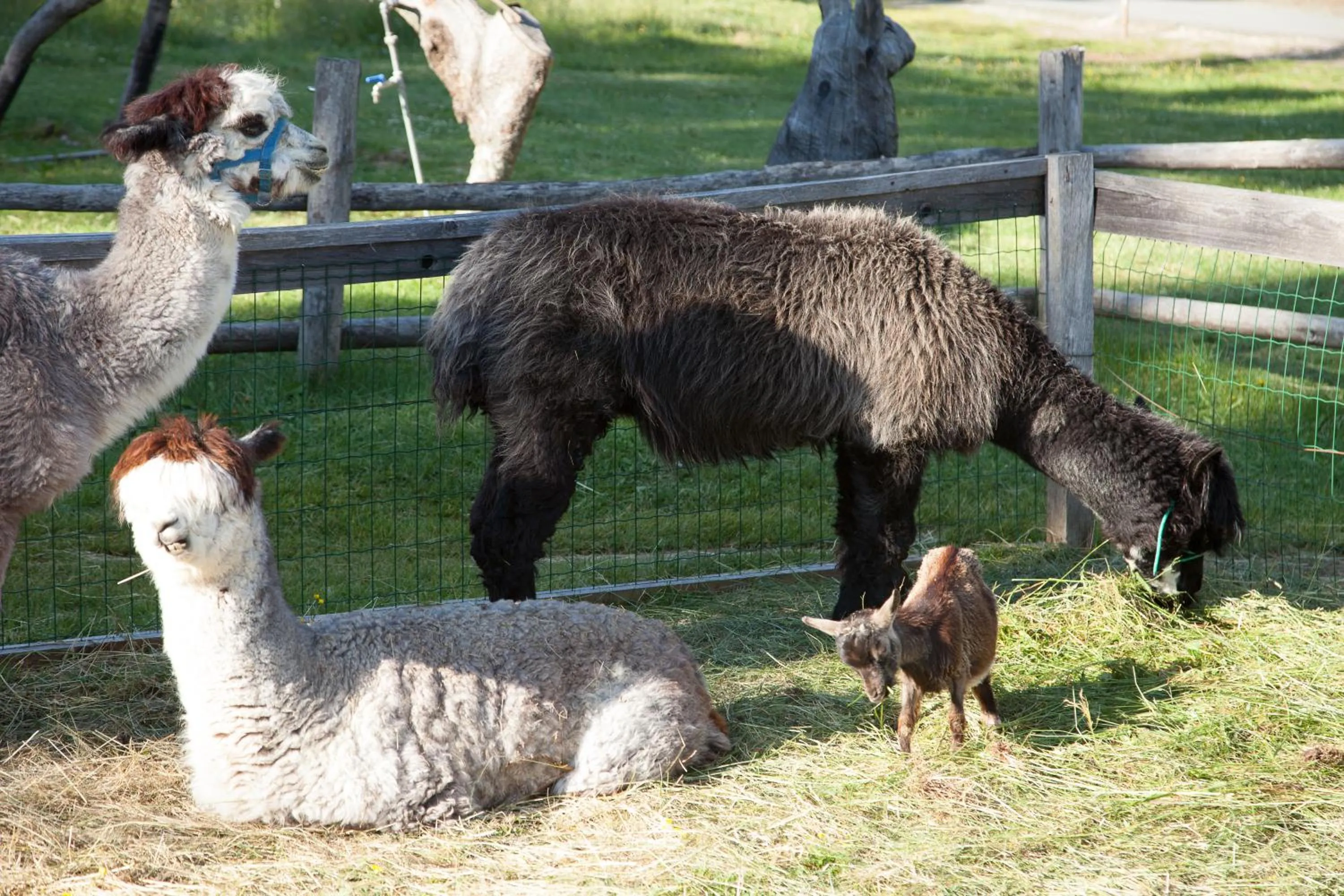 Animals in Dolomites Living Hotel Tirler