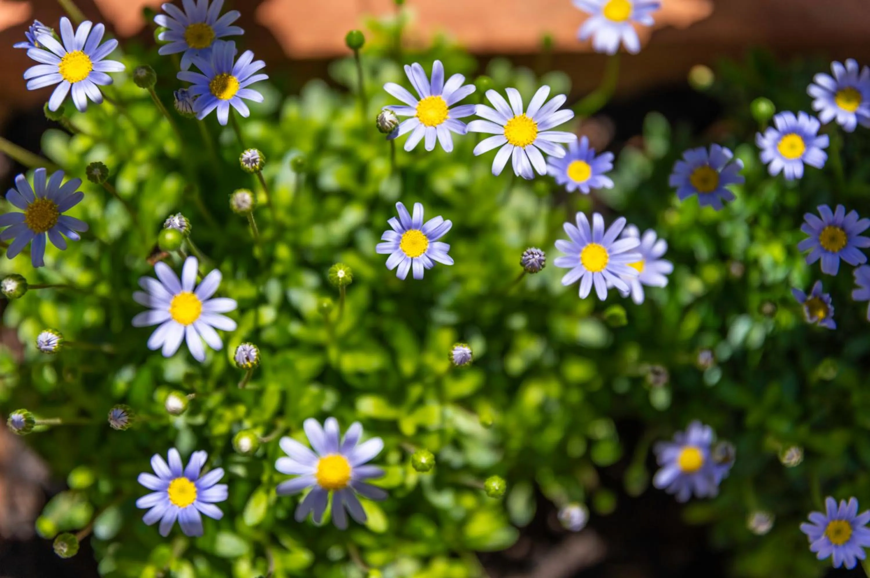 Garden in Residenza Il Villino B&B