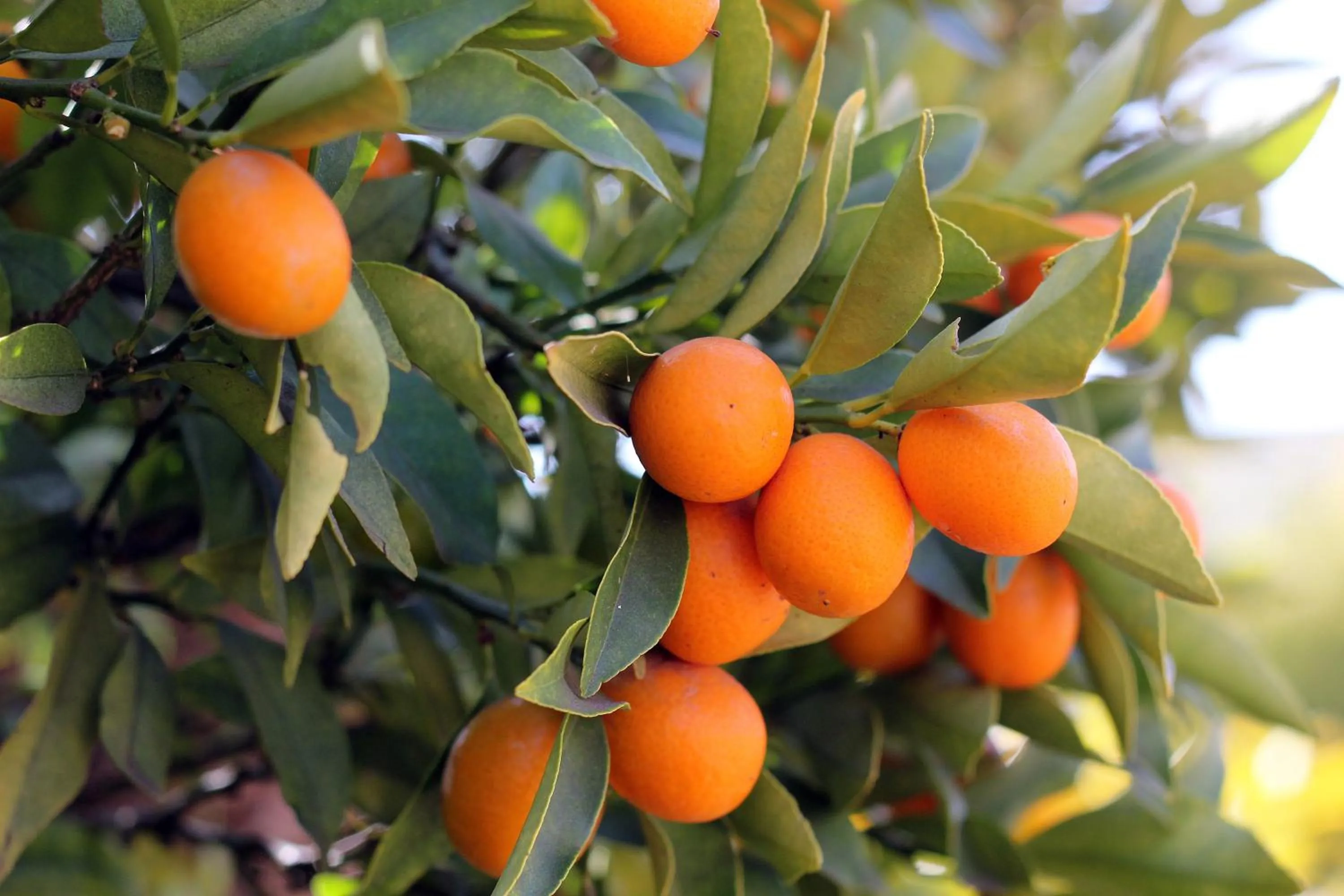 Decorative detail in Del Roza Guest House