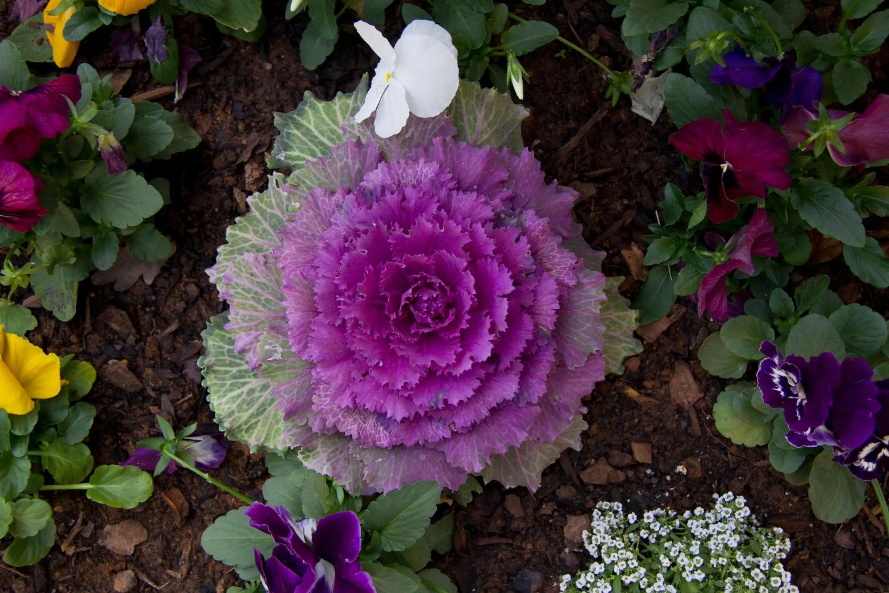 Garden in Del Roza Guest House