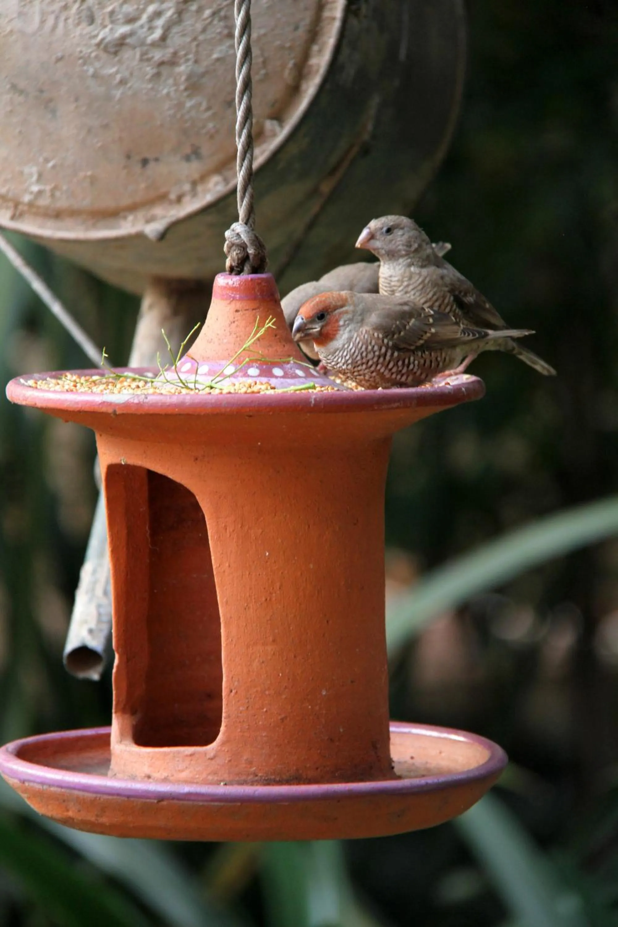 Garden in Del Roza Guest House