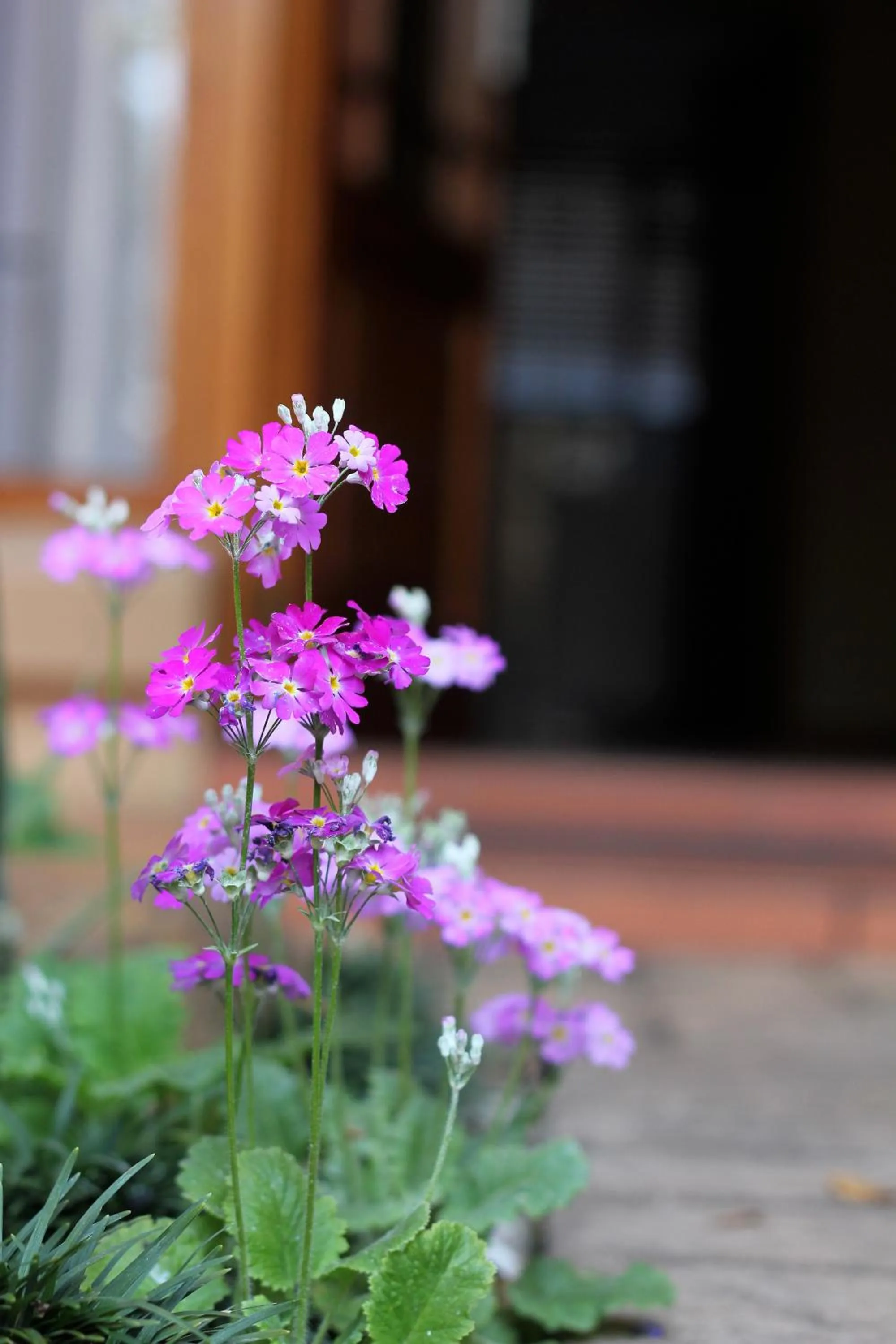 Garden in Del Roza Guest House