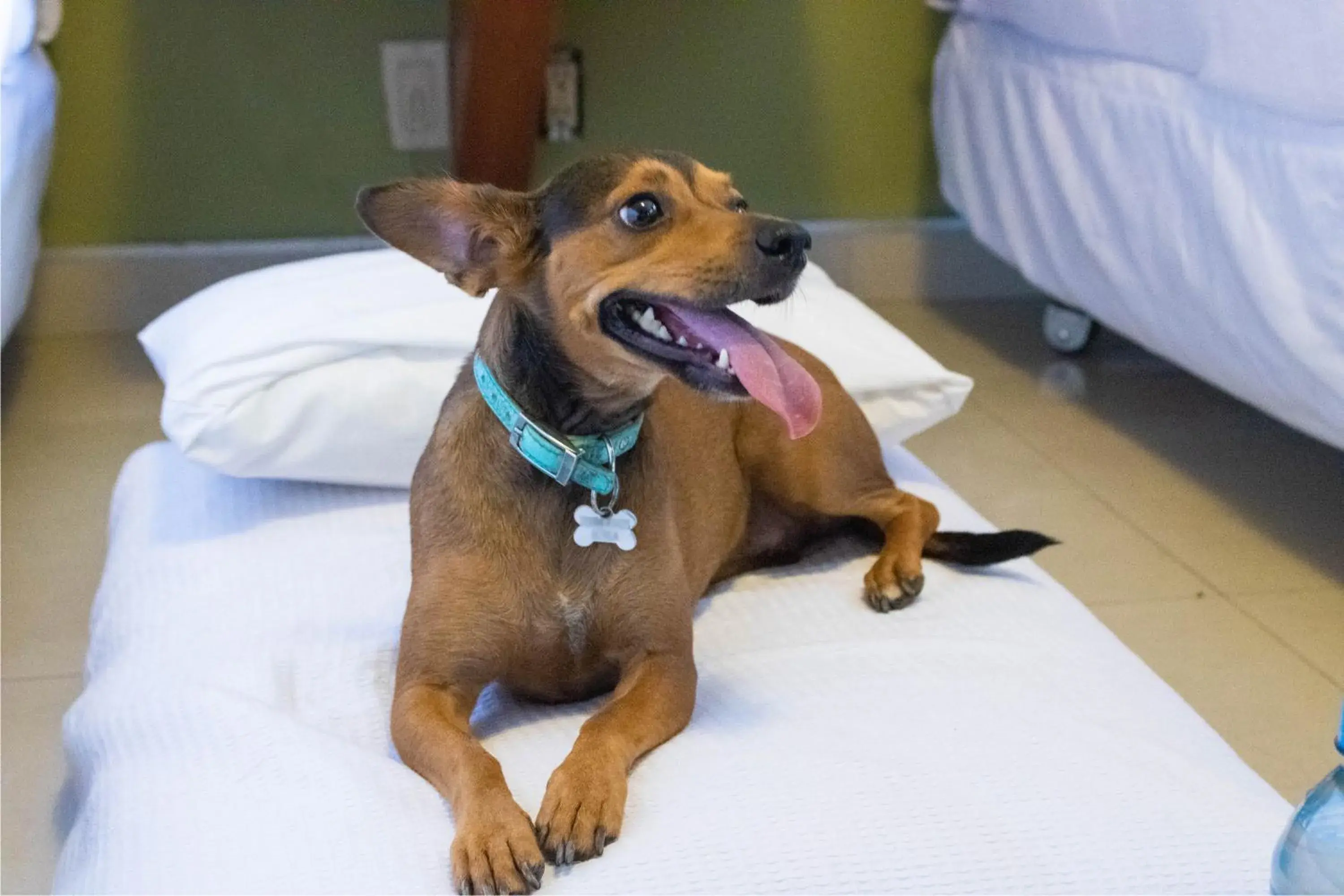 Pets, Bed in Hotel Calafia Pets, Bed in Hotel Calafia