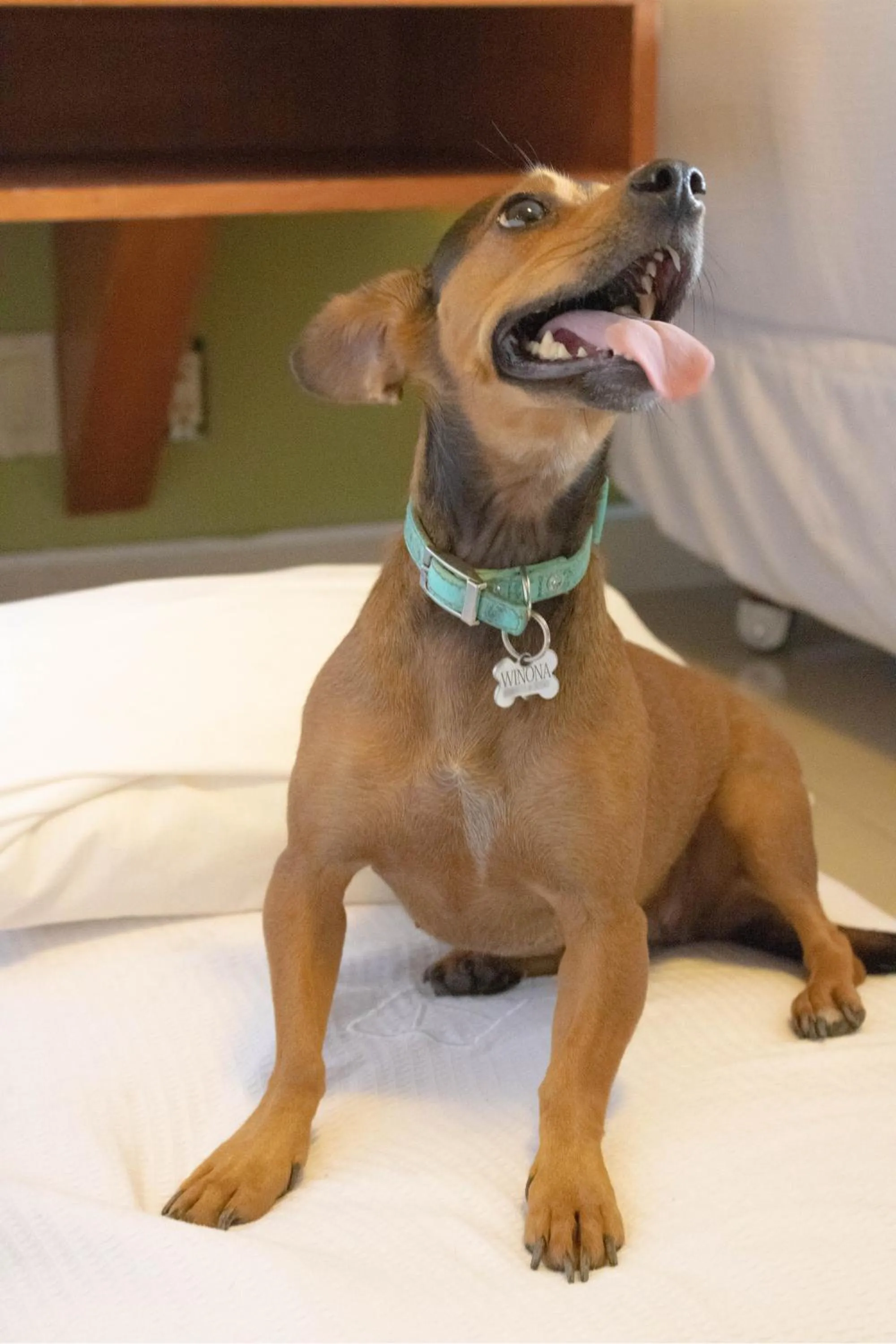 Pets in Hotel Calafia